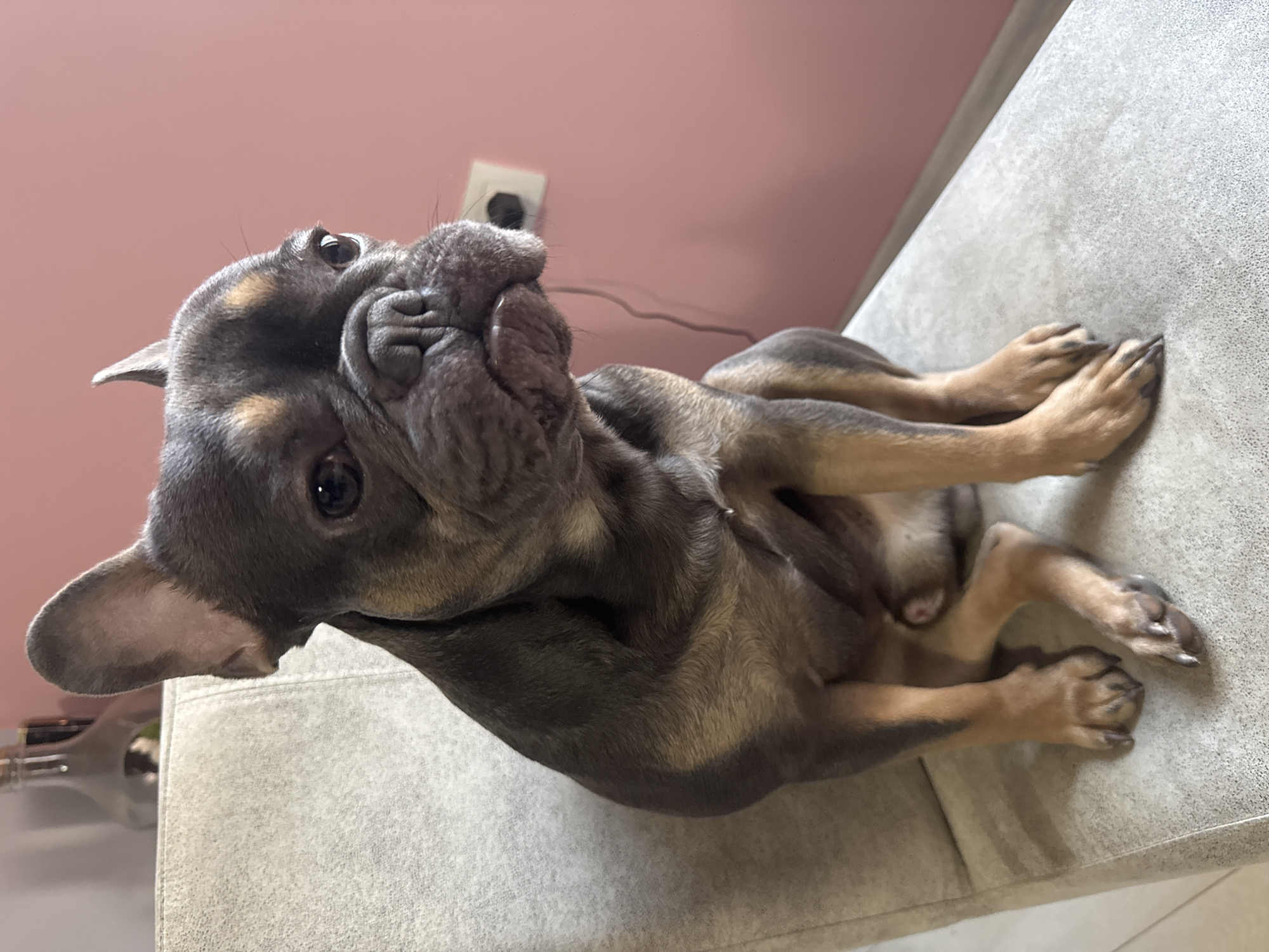 A French bulldog is lying on a light gray couch. The dog is mostly gray with tan markings on its legs and face. It has a wrinkled face and large, upright ears. The dog is looking up and slightly to the left. The background includes a pink wall and an electrical outlet. The location is unknown and there is no way to tell it is Burgas, Bulgaria, without further information.