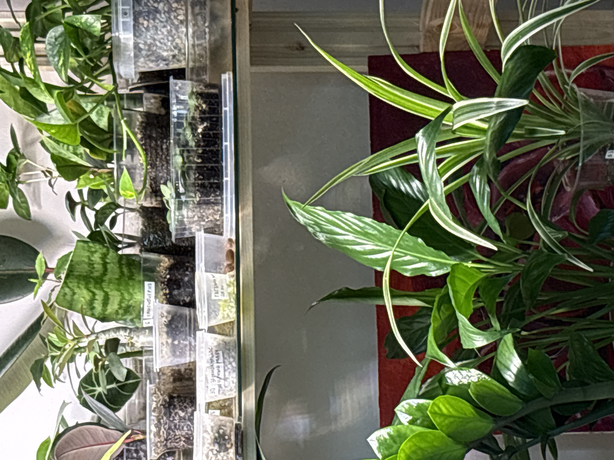 The image shows a collection of indoor plants. On the left, various plants are arranged on a shelf or in containers, some with labels written in Russian. On the right, a peace lily and a spider plant are also present. There is no evidence to suggest the location is Saint Petersburg, Russia.