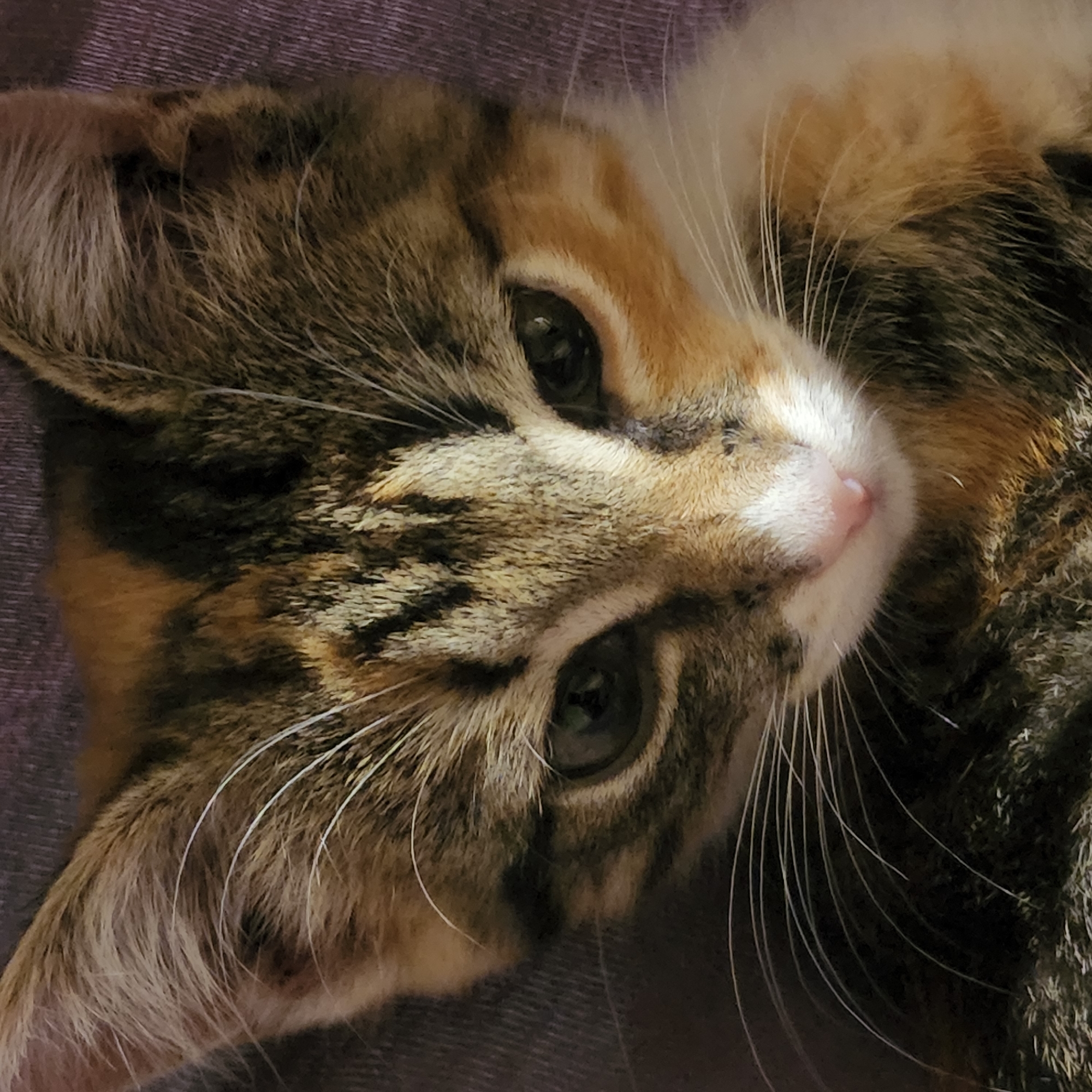 This is a close-up, medium shot of a calico kitten's face. The kitten is looking downwards with its eyes slightly narrowed. Its fur is a mix of brown, black, orange, and white. The background is a textured, purple fabric. No specific location in Moscow, Russia is discernible from the image.
