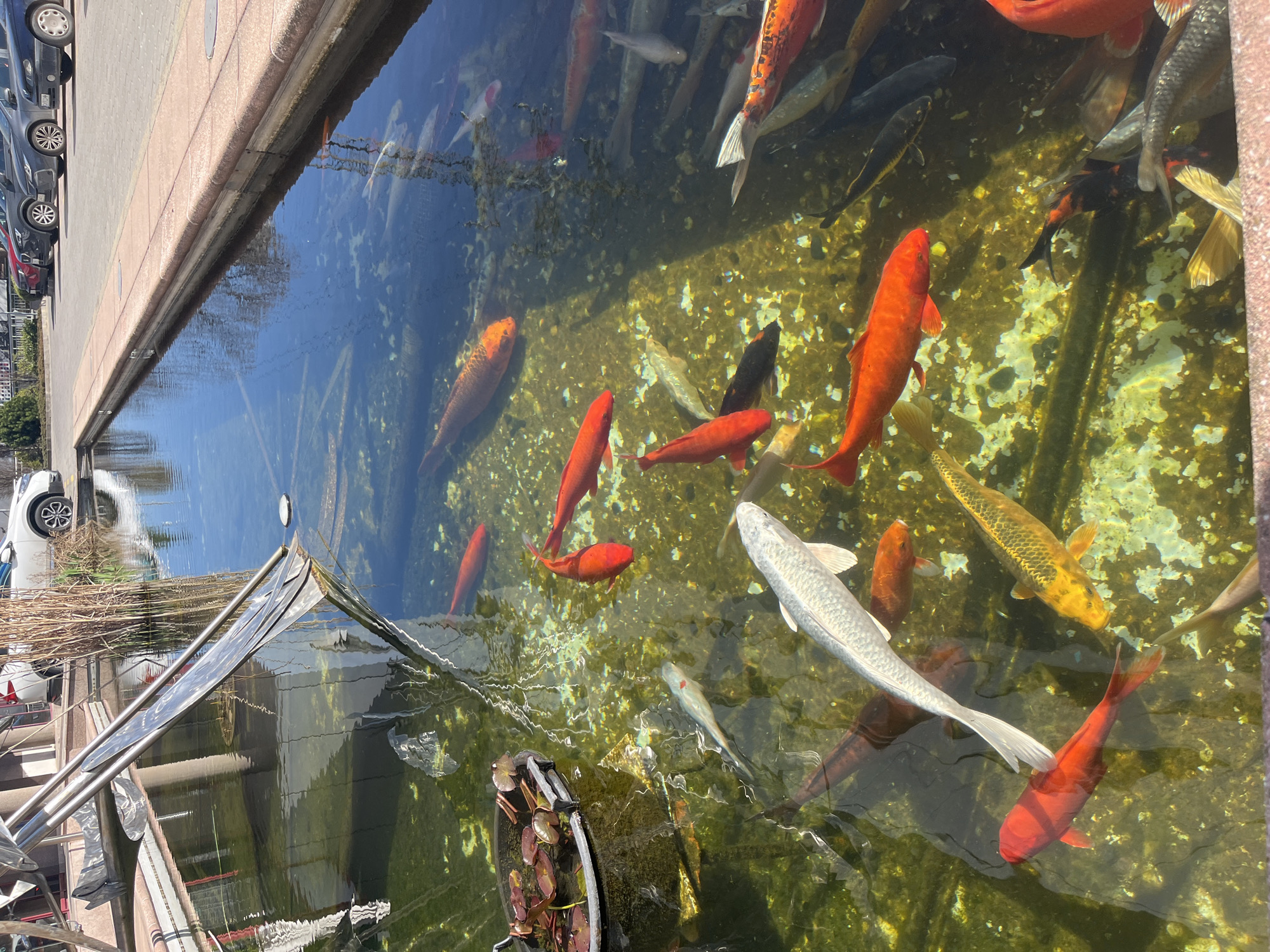 The image depicts a koi pond in Sofia, Bulgaria. The pond is rectangular, with a concrete border and clear water revealing an algae-covered bottom. Numerous koi fish of varying colors (orange, red, white, black, yellow) are visible in the water. To the side of the pond is a metal railing. The reflections of buildings and trees are visible on the water's surface. In the corner of the pond is a floating round planter with aquatic plants. Cars are parked along the edge of the pond.