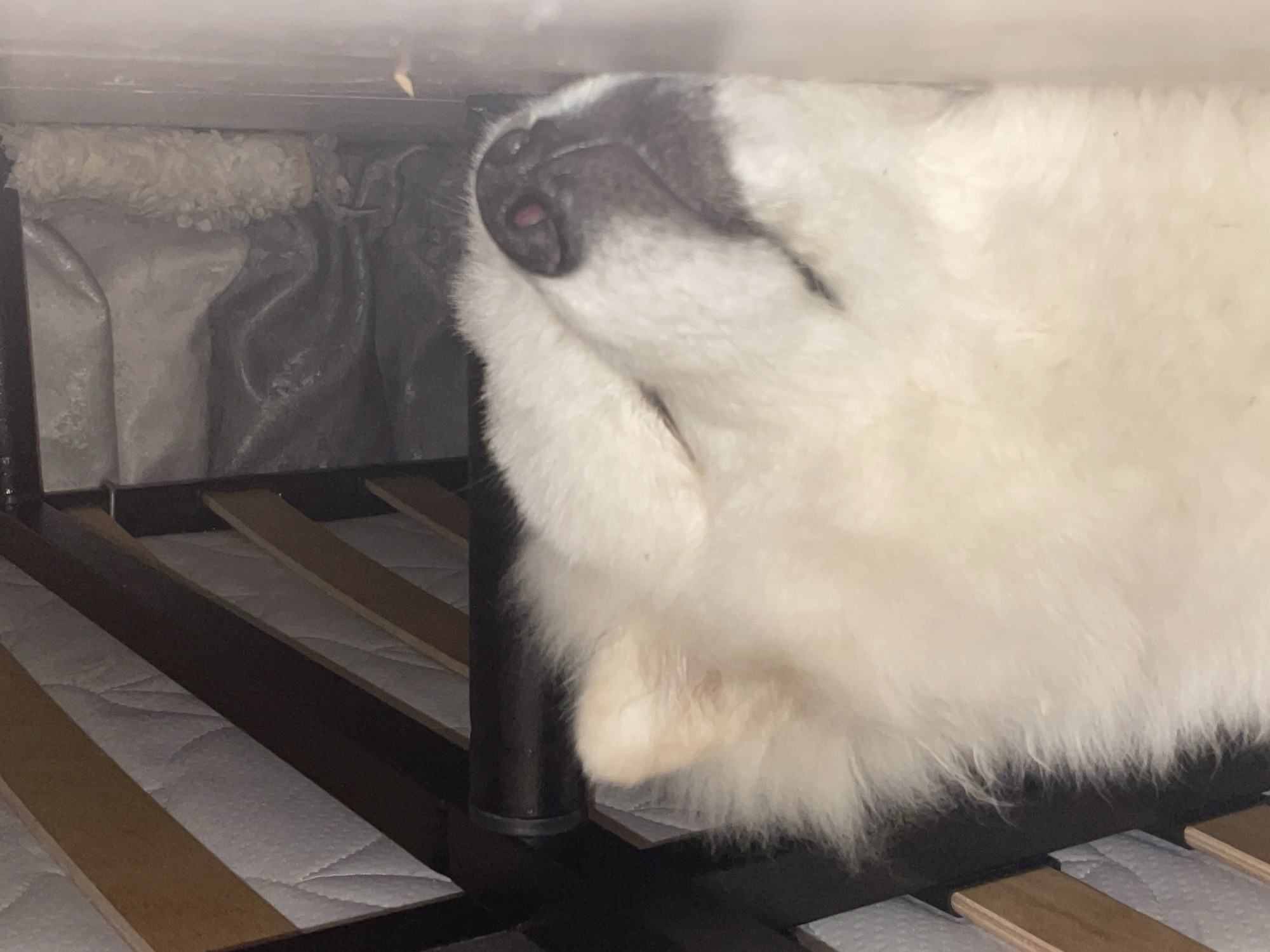 A white, fluffy dog, appearing to be a Samoyed or similar breed, is depicted sleeping on its left side on a light-colored floor. Its eyes are closed, and its snout, featuring a dark nose with a visible pink nostril, is prominent. The dog's white fur is dense and covers the majority of the visible frame, with a slight upward curve to its mouth, indicating a relaxed state.
Above the dog, the underside of a bed structure is visible, comprising light-colored wooden slats and a dark metal frame. A white, quilted mattress surface is visible between the slats. To the right of the dog, further under the bed, the environment is darker and contains indistinct objects. These include greyish, crumpled textures, possibly plastic or fabric, and a distinct, lumpy, light-colored object resembling a rolled-up blanket or similar material resting on the floor. A small, light-colored particle is present on the floor in front of the dog's snout. The scene is illuminated from the front, casting the area under the bed into relative shadow while highlighting the dog. The specific location in the city of Unknown, Unknown, cannot be determined from the image.