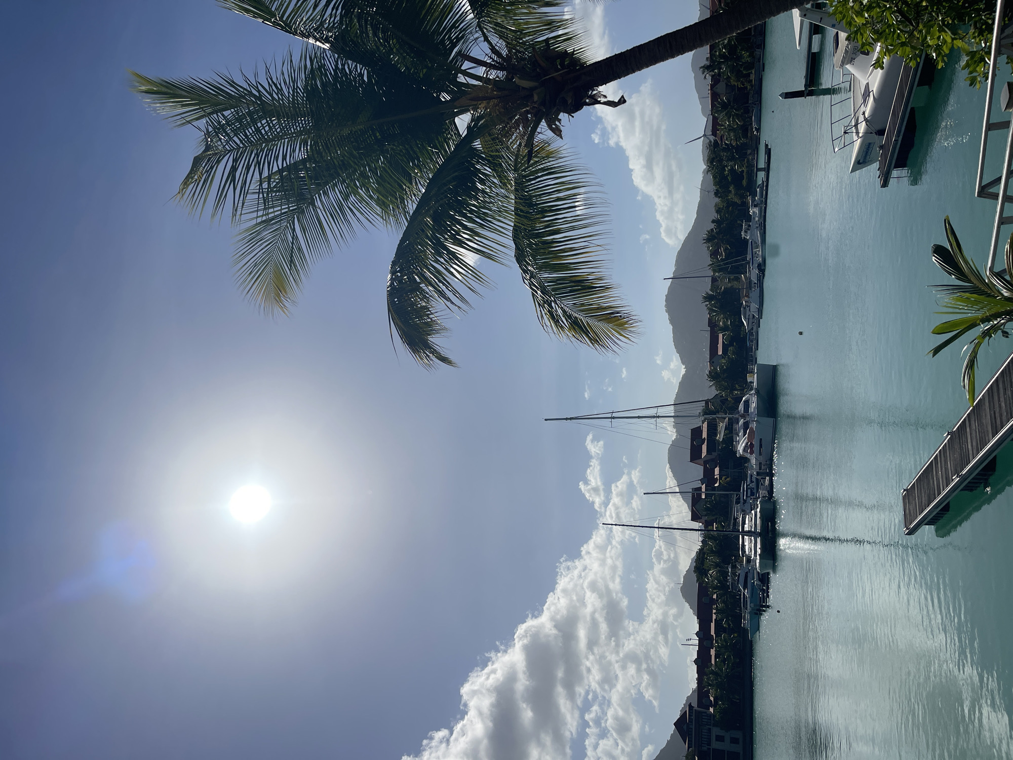 A bright, sunny day at a marina in Victoria, Seychelles is depicted. The sun is high in a clear blue sky with scattered white clouds. A large palm tree with green fronds occupies the right side of the frame, casting shadows. The water in the marina is a vibrant turquoise, reflecting the sunlight and the masts of sailboats. Several sailboats and motorboats are docked or moored in the water. In the background, there are buildings with red roofs and lush green foliage, characteristic of tropical architecture. Hills or mountains are visible in the distance, shrouded in a light haze. A wooden walkway extends into the water on the left side of the foreground. The overall scene evokes a sense of a tranquil tropical vacation destination.