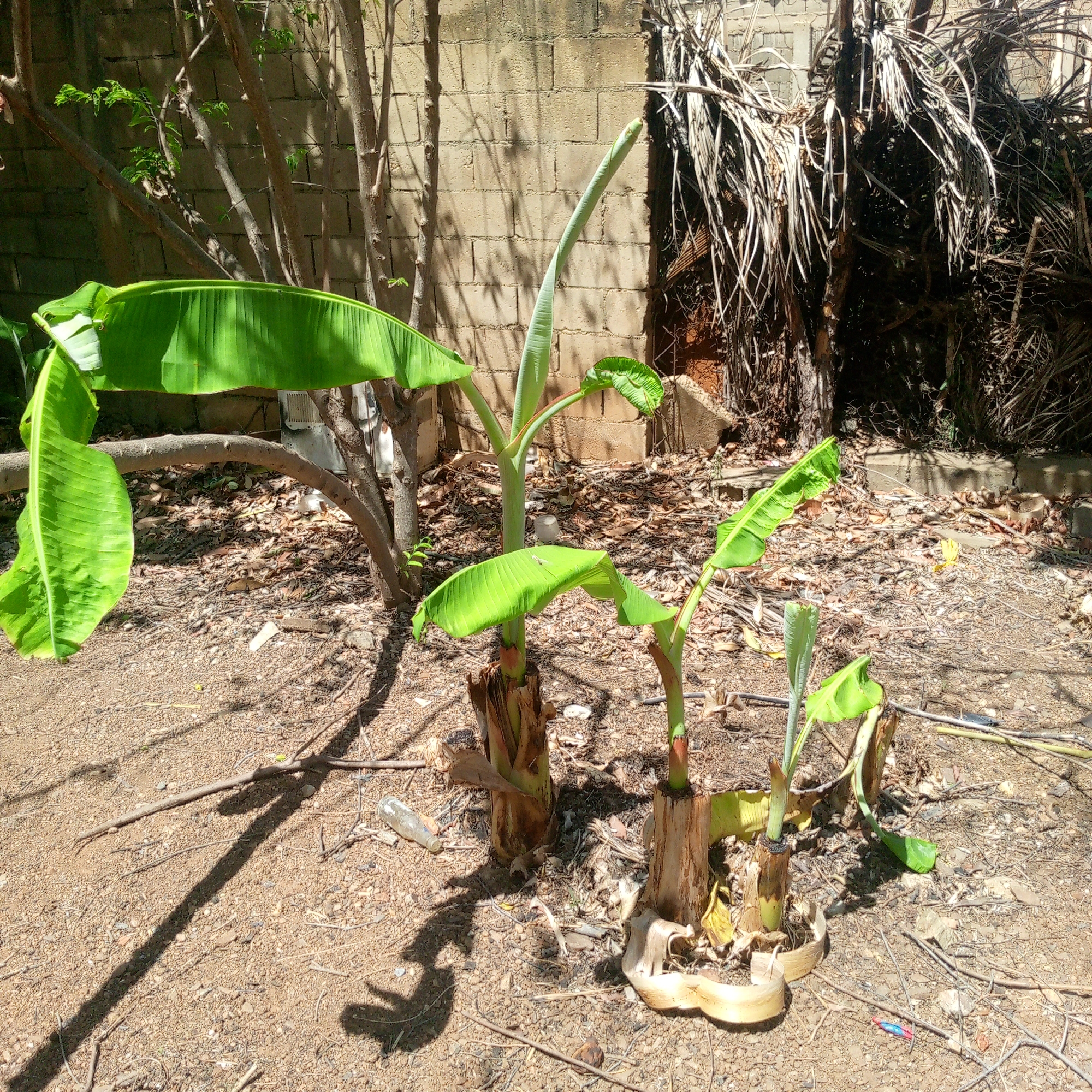 The image depicts three small banana plants, each sprouting from what appear to be cut trunks. They are situated in a dirt-covered area littered with leaves and small branches. A light-colored brick wall is visible in the background, along with some trees and dried palm fronds. A discarded glass bottle rests on the ground near the plants. The scene is bathed in sunlight, casting shadows across the ground. The city of Altagracia, Venezuela is specified as the location.