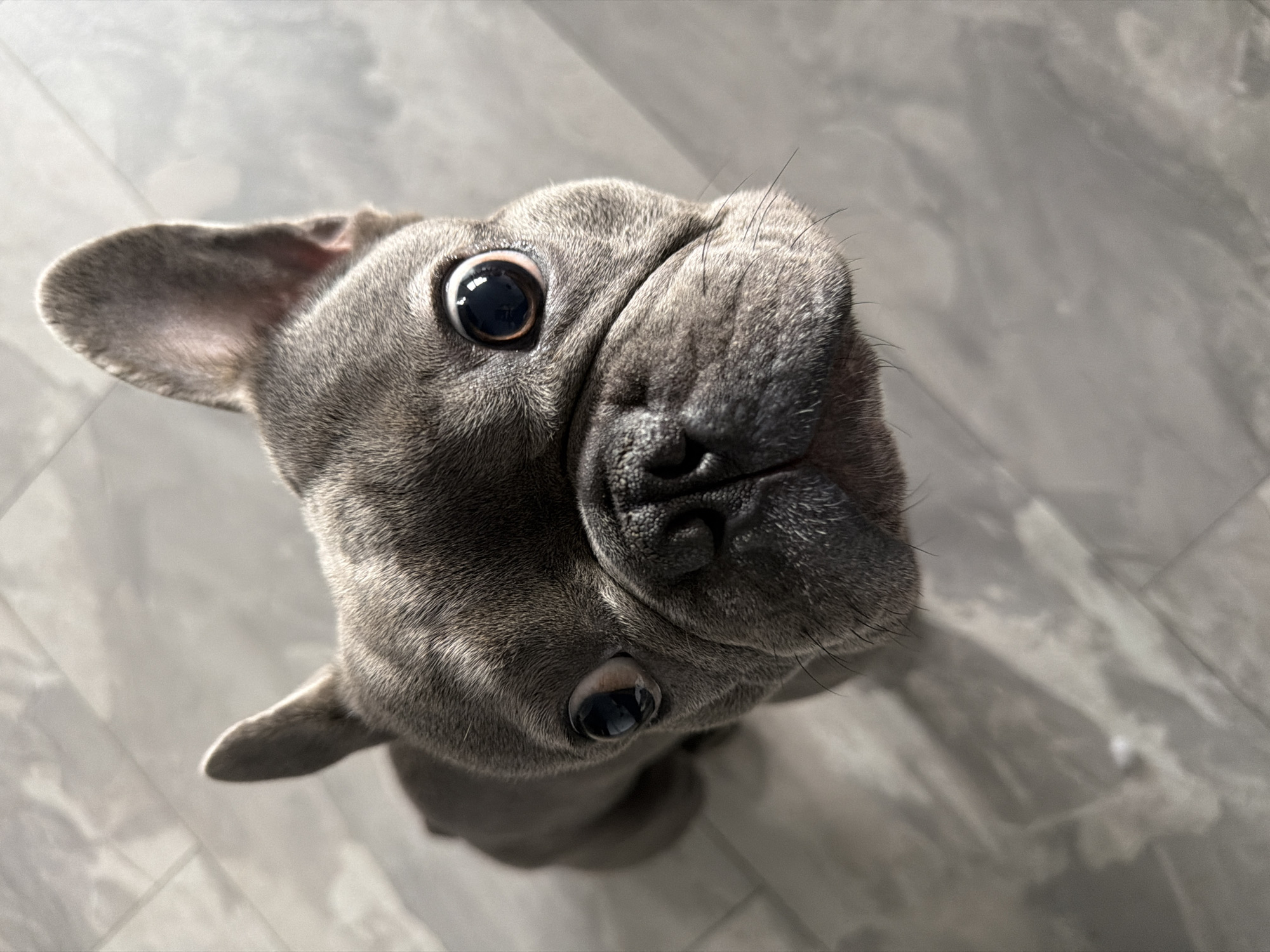 A French bulldog is pictured from a high-angle perspective, looking directly up at the camera. The dog has a grey coat, large dark eyes, and erect ears. It is positioned on a light-colored floor with a wood-grain or tile pattern. The lighting suggests it is indoors, likely in a residential setting. There are no other subjects or objects visible in the frame, and no specific details in the image allow for the determination of its location within Ruse, Bulgaria.