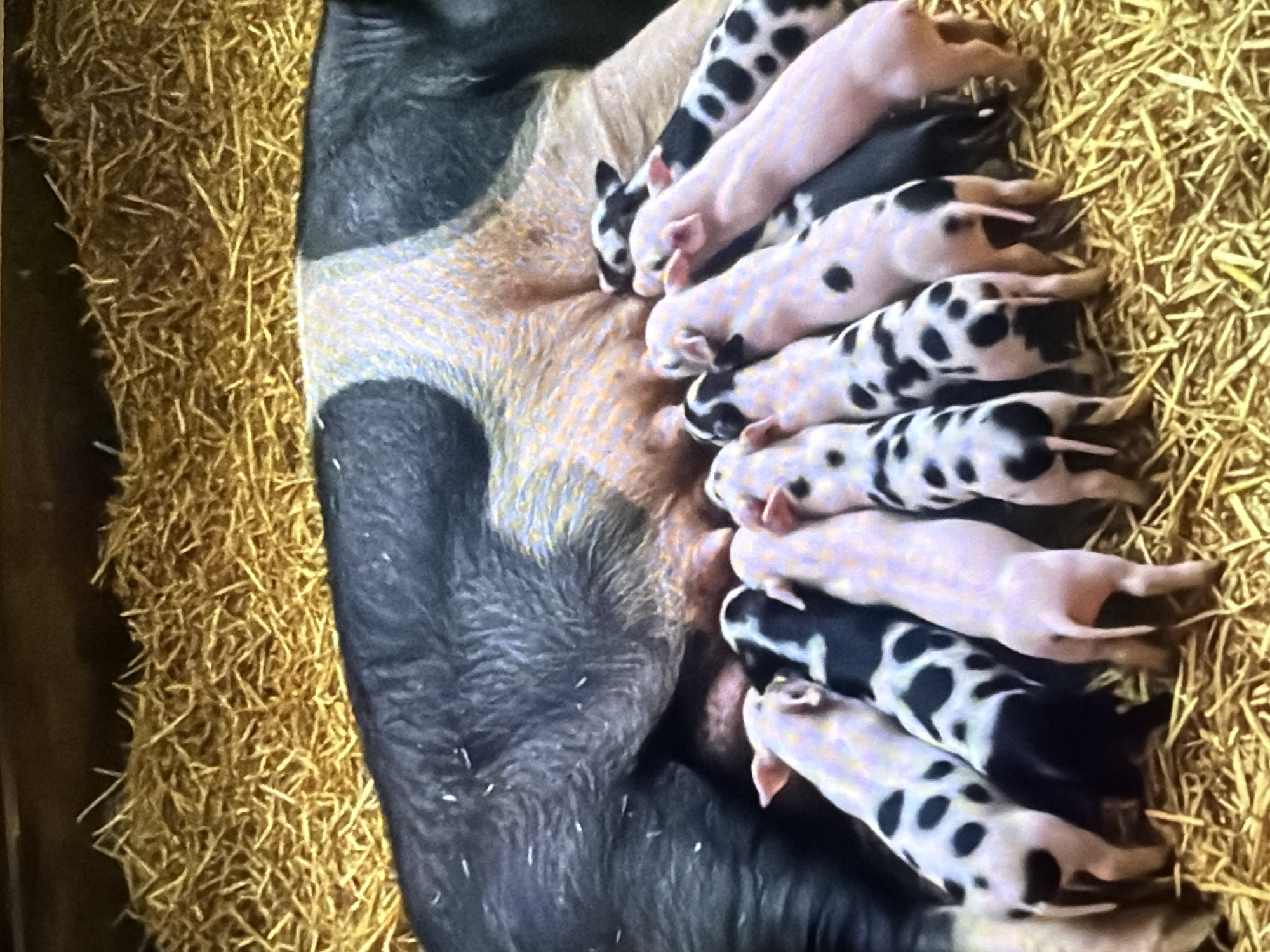In a close-up, high-angle shot, a mother pig lies on a bed of golden straw, her body spanning the width of the frame. Her back is a patchwork of black and white, with a light tan patch on her flank. Attached to her underside are several piglets, some solid light pink, others with black spots. They are all actively nursing, their snouts pressed against her teats. The straw is densely packed, creating a textured, warm environment. This scene is not located in Bukuru, Nigeria.