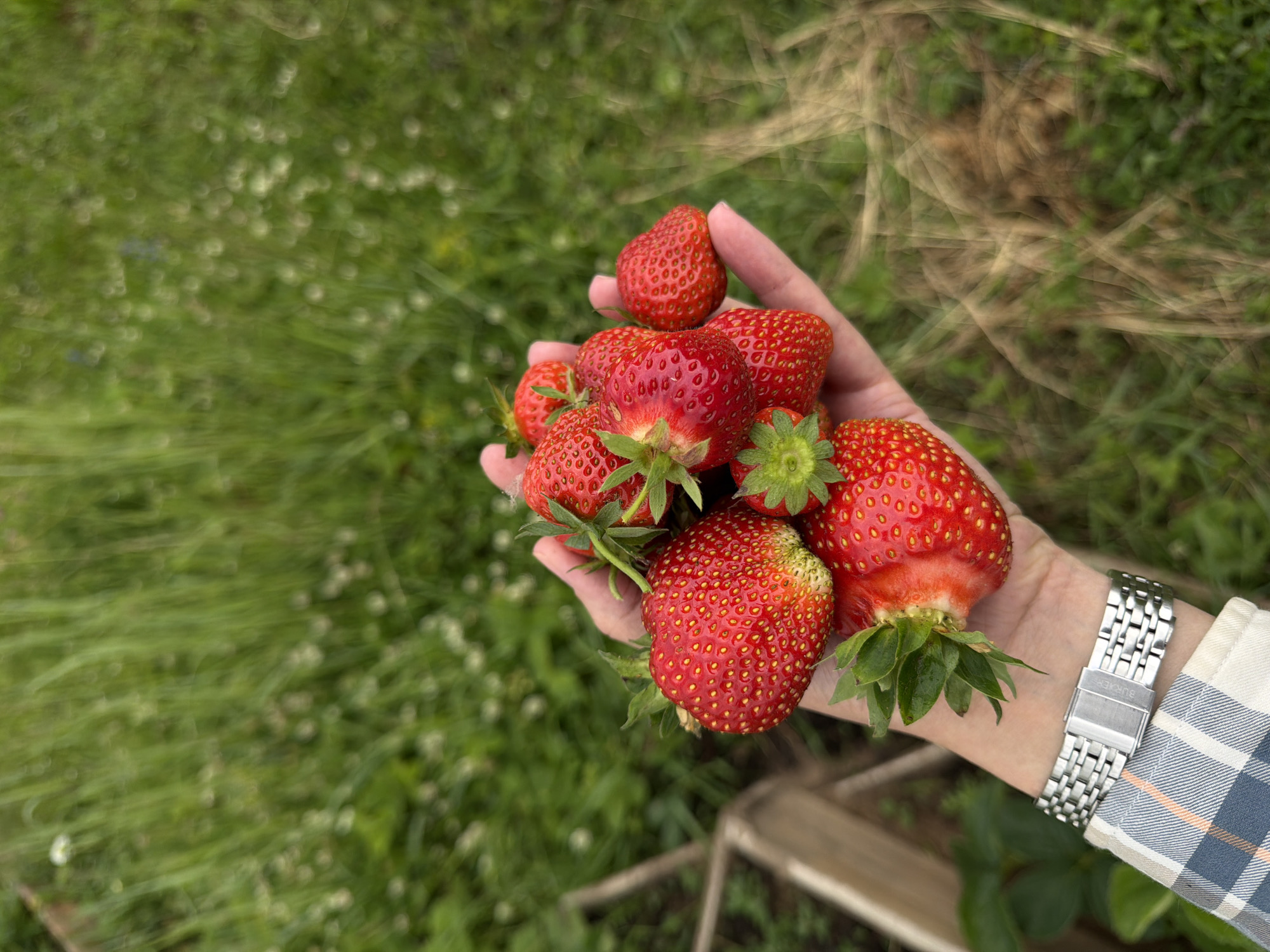 A person's hand is holding a cluster of freshly picked strawberries in an outdoor setting. The background consists of green grass and some dry vegetation, suggesting a garden or field environment. The person is wearing a plaid shirt and a silver wristwatch. The strawberries are ripe and red, with visible seeds. There is a wooden crate visible in the lower left corner of the image. The scene is likely located in the city of Chaikovsky, Russia, given the context.