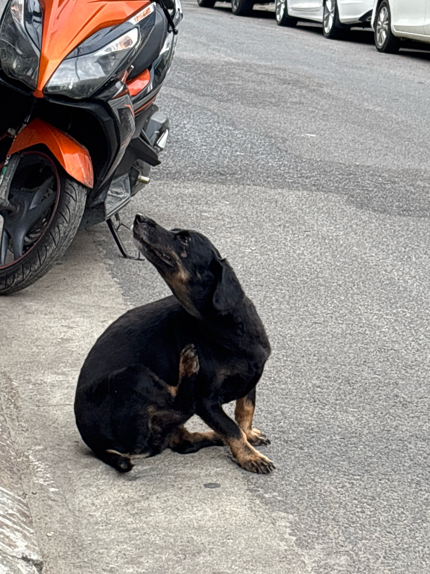 A black dog with tan markings is scratching its neck with its hind leg while sitting on the edge of a road. The dog is dark brown to black with tan fur on its legs and muzzle. To the left of the dog, a portion of an orange and black motorcycle is visible, with its front wheel and fairing in frame. The motorcycle is parked near the curb, which is made of concrete and has a textured surface. The road surface is asphalt with visible gravel and some faint white markings. In the background, the wheels and lower body of several white cars are parked in a row, suggesting an urban environment. The scene appears to be in a city.