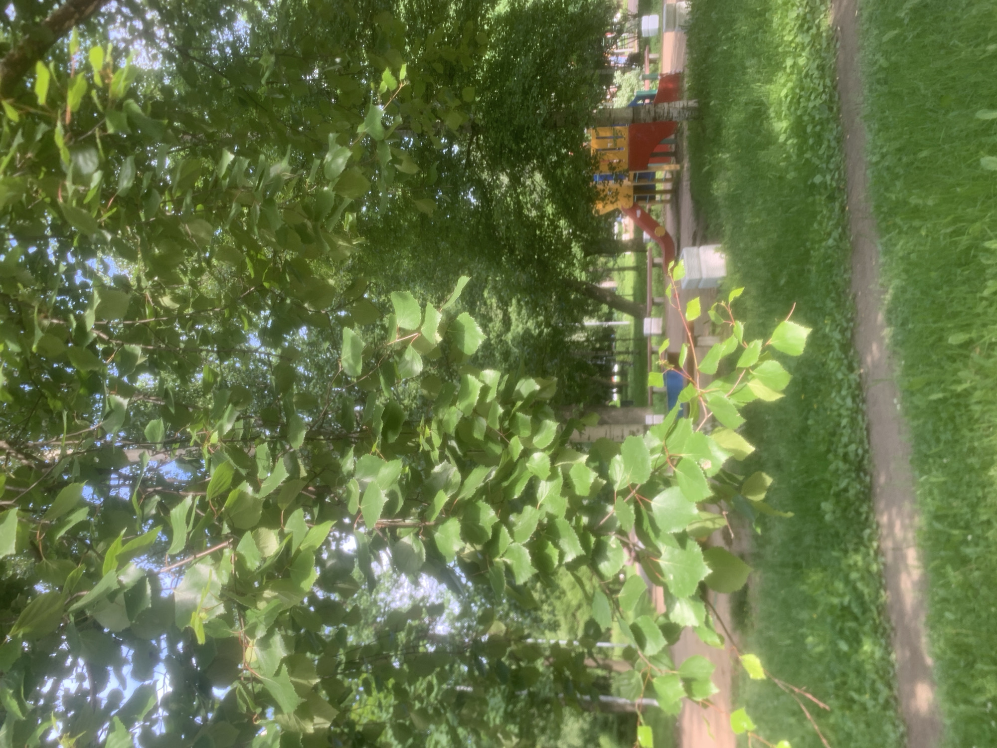 The image depicts a section of a park or playground on a sunny day, likely in Saint Petersburg, Russia, given the presence of birch trees with their characteristic white bark. In the foreground, lush green grass and a dirt path are visible, partially obscured by the branches of a deciduous tree laden with bright green leaves. The leaves are broad and somewhat heart-shaped, with serrated edges, typical of a birch or linden tree. Sunlight filters through the foliage, creating dappled patterns on the ground.
In the mid-ground, a children's playground structure is set against a backdrop of mature trees. The playground equipment is brightly colored, featuring red and yellow sections, and includes a slide. Benches made of wood and concrete blocks are also present. The overall environment suggests a well-maintained urban green space designed for recreation. The sky, visible through the leaves, appears clear and blue. No people are visible in the frame.