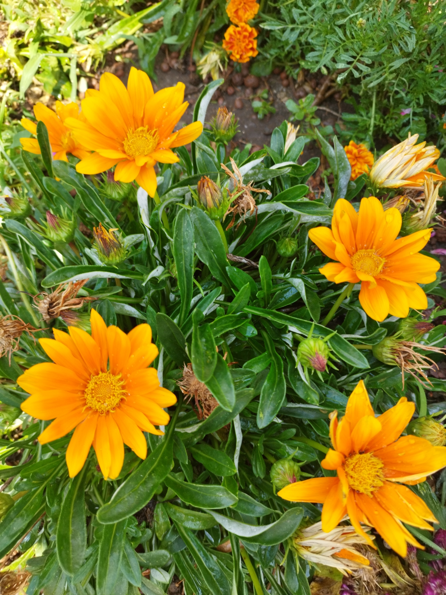 This is a close-up, high-angle, eye-level, full-shot photograph of a cluster of bright orange and yellow gazania flowers, commonly known as treasure flowers, growing in a garden. Several gazanias are in full bloom, displaying their ray petals radiating from a central disc florets. Their leaves are dark green, elongated, and slightly fuzzy. Some flower buds are visible, as well as wilted flowers. The ground is partially visible with loose soil and some dry organic matter. The scene appears to be outdoors, possibly in a park or a residential garden, with other green foliage and some smaller orange flowers in the background. The image does not provide any specific landmarks or indicators to pinpoint its location within Bucharest, Romania. There are no people or animals present in the image, and no discernible actions or interactions are taking place. The lighting suggests it is daytime, with natural sunlight illuminating the flowers, and some water droplets are visible on the petals and leaves, indicating recent watering or dew.