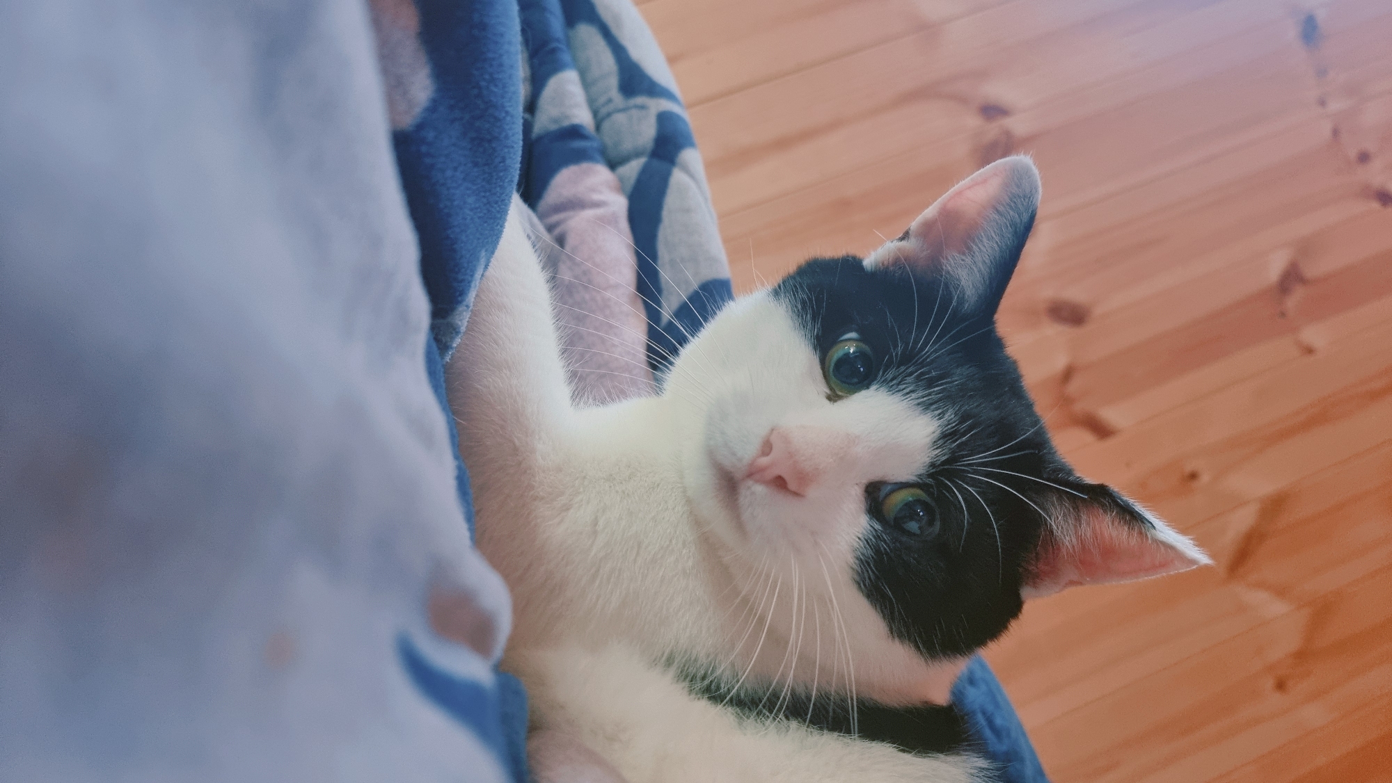 A black and white cat with green eyes rests against a blue patterned surface. The background features wooden flooring. The location is Dunnae-myeon, South Korea.