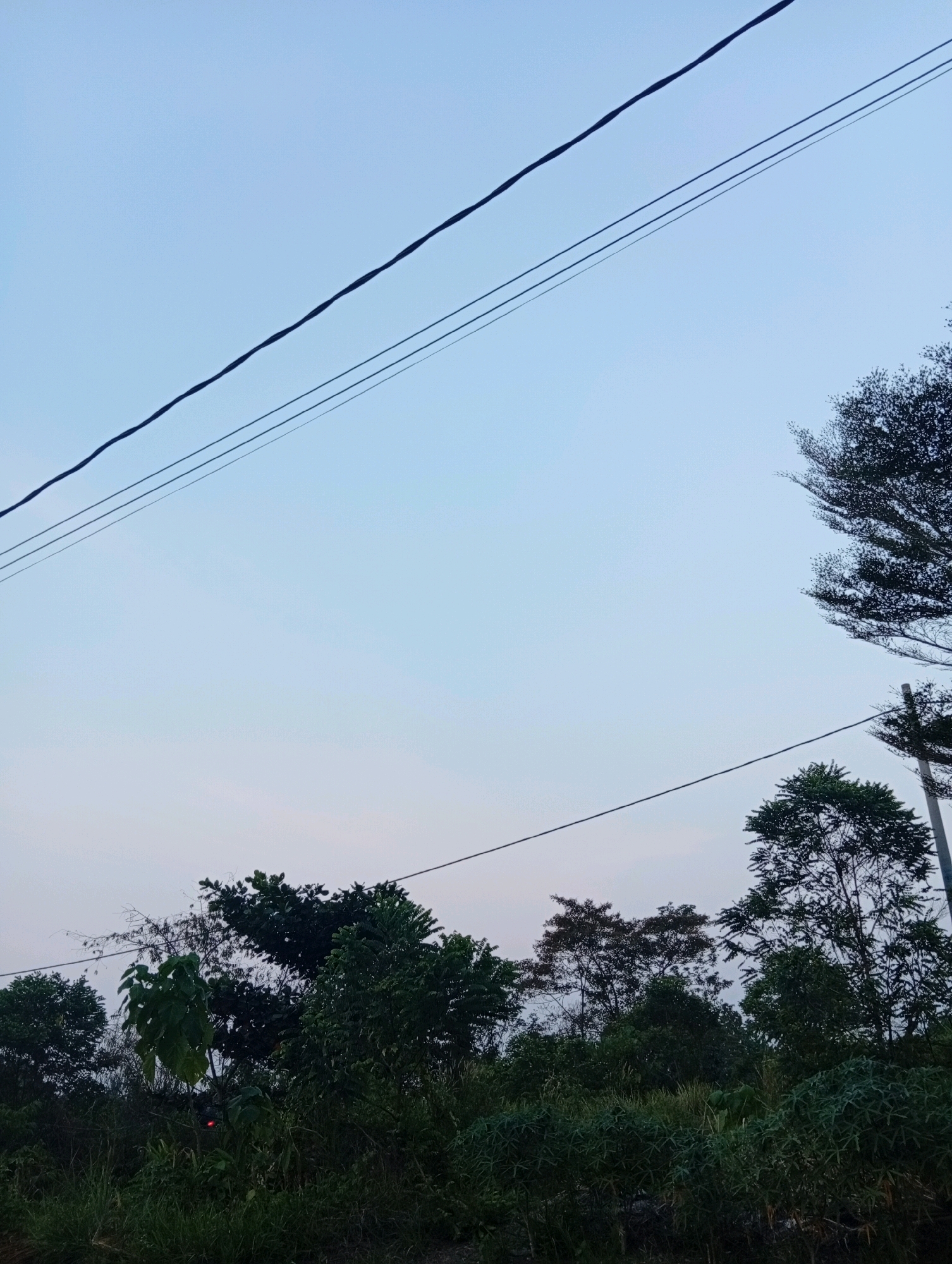 The image depicts a view of the sky and treetops in Kualu, Indonesia, possibly during twilight or dawn. Three dark power lines stretch diagonally across the pale blue sky from the upper left to the middle and lower right. Below the power lines, a dense line of various green trees and vegetation occupies the lower portion of the frame. The trees vary in height and density, with some appearing more feathery and others with larger leaves. The overall scene is natural and slightly overgrown, suggesting a rural or semi-rural environment within Kualu. No people or specific man-made structures beyond the power lines are visible.