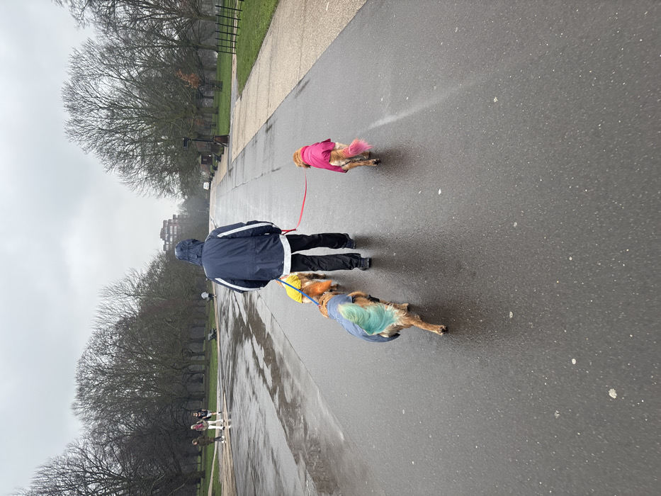 A person is observed from behind, walking three dogs on leashes along a wet, wide asphalt path within a large park in London, United Kingdom, consistent with locations such as Hyde Park. The individual wears a dark blue hooded raincoat with two white horizontal stripes on the upper back and sleeves, black trousers, and dark shoes. The sky is overcast and grey.
Three dogs, appearing to be Golden Retrievers, accompany the person. The dog closest to the camera, on the left, wears a light blue raincoat and has its tail dyed a vibrant turquoise-blue. It is connected by a blue leash. A second dog is partially obscured by the person but appears to wear a yellow or orange raincoat and is on an orange leash. The third dog, on the right, wears a bright pink raincoat and has its tail dyed a vivid pink. It is attached by a red leash. All dogs are actively walking forward.
The environment features numerous bare deciduous trees lining both sides of the path, indicative of autumn or winter. Grass verges are present alongside the paved surfaces. The path shows evidence of recent rain, with visible puddles and a wet sheen. In the mid-ground on the left, several other indistinct figures are walking on a grassy area or secondary path. A dark park bench is visible beneath the trees on the left. Distant, dark-colored buildings are visible on the horizon, partially obscured by the grey conditions. On the right side of the path, a wooden kiosk-like structure and dark fencing are visible.