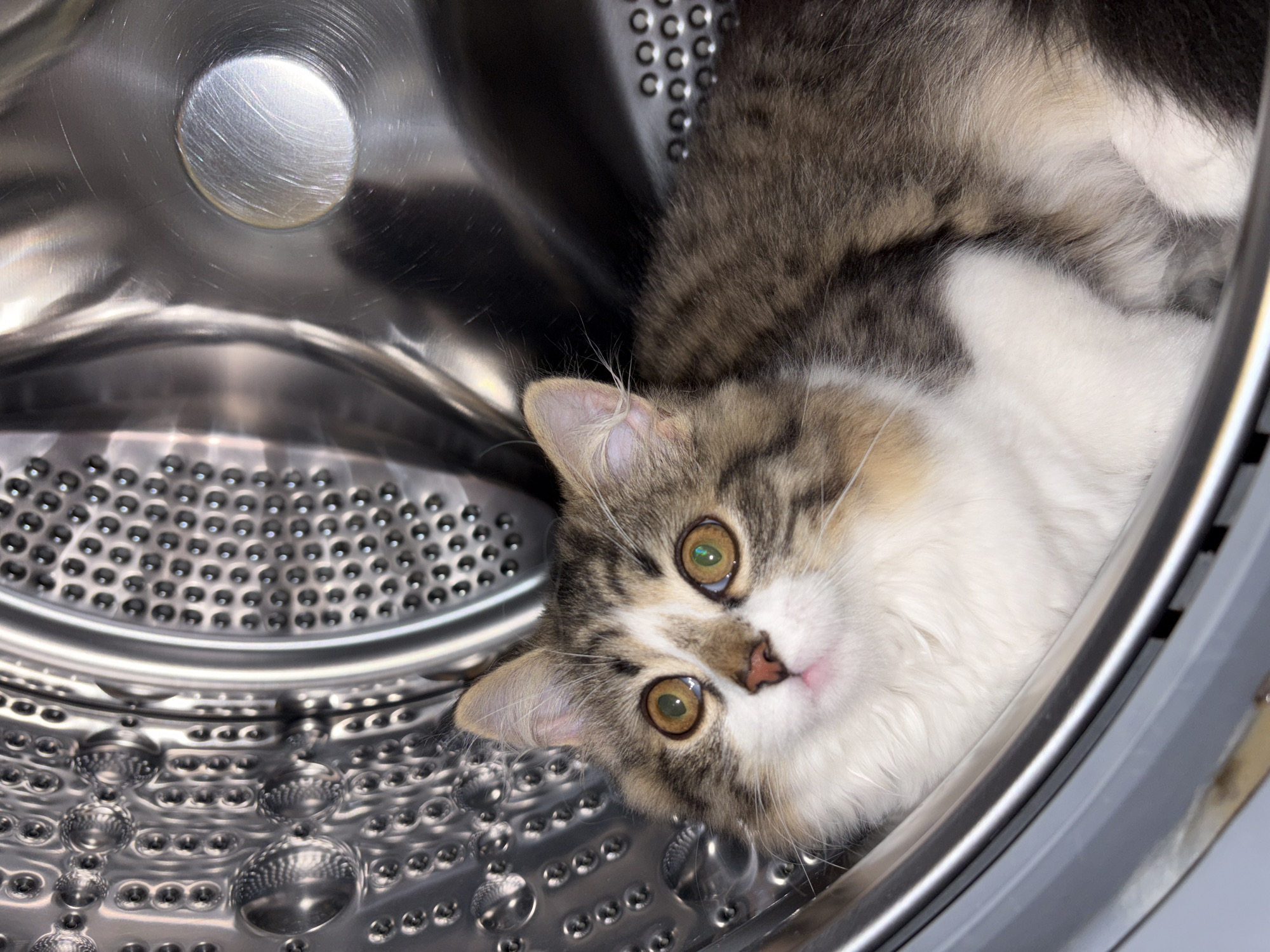 A kitten is inside the stainless steel drum of a washing machine. The kitten has a predominantly white face with tabby markings around the eyes and on the head. The body appears to be mostly grey and white. The drum of the washing machine has perforations and some dome-shaped bumps. The location is not ascertainable from the image.