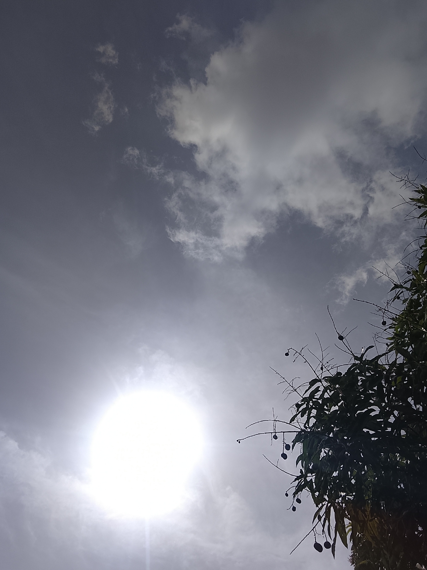 The image shows a daytime scene in Altagracia, Venezuela. The sun is prominent, appearing as a bright, circular shape in the lower left of the frame, partially obscured by thin clouds. The sky is overcast with varying shades of gray and white clouds. In the lower right corner of the image, there is a tree with dark green leaves and what appears to be fruit hanging from the branches. The branches are silhouetted against the bright sky.