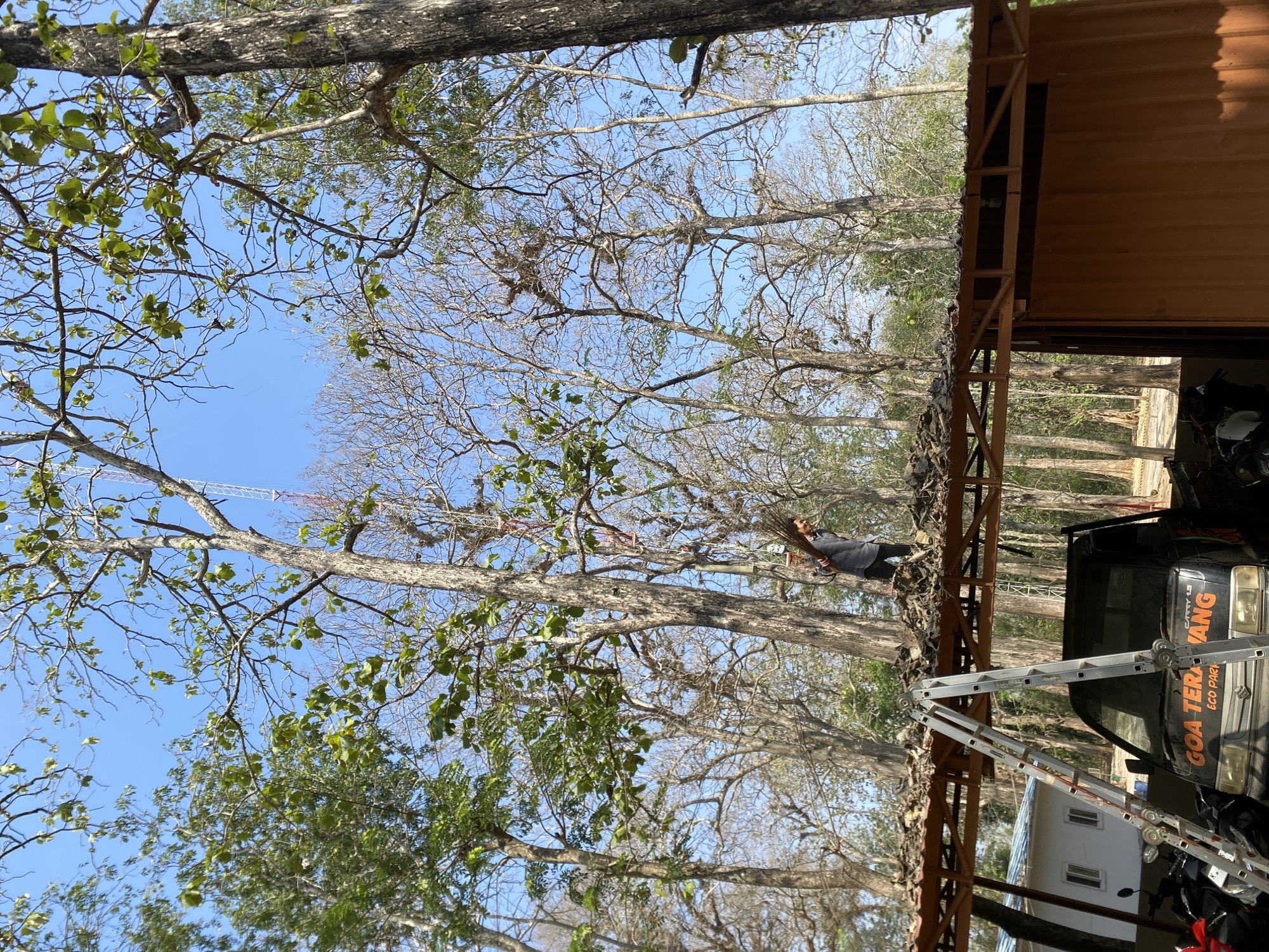 A low-angle outdoor medium shot captures a person standing on a brown-tiled roof under a bright, clear sky. The person, wearing a dark shirt and black pants, is carrying a broom made of twigs and is facing left. The roof appears to be part of a shelter with a wooden frame, and debris is scattered across it. To the left of the roof, a silver ladder leans against it. In the background, numerous tall trees with bare branches dominate the scene, interspersed with a few trees bearing green leaves. A cell tower is visible in the distance, above the treeline. Beneath the roof, a dark-colored truck with an orange logo that reads "GOA TERANG ECO PARK" is parked. Several motorcycles are also visible to the left of the truck. The environment suggests a rural or natural setting, possibly a park.