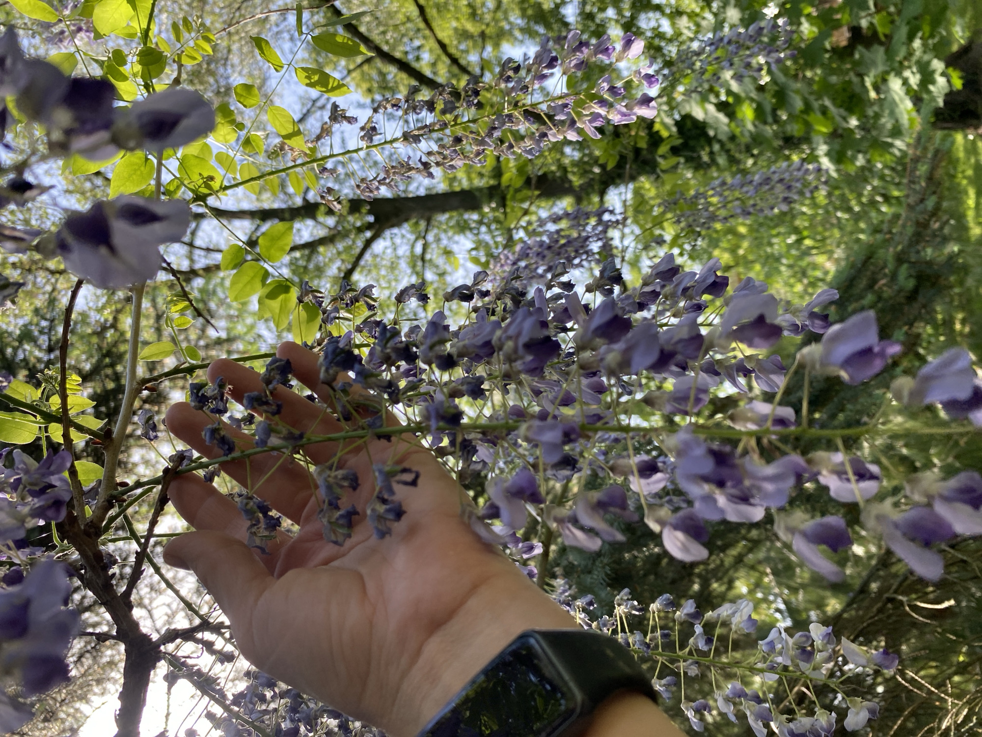 A person's hand with a black smart watch is reaching up to touch the purple wisteria flowers that are hanging down. The background is a mix of green leaves, tree branches, and a hazy blue sky. The location is Wielka Wieś, Poland.