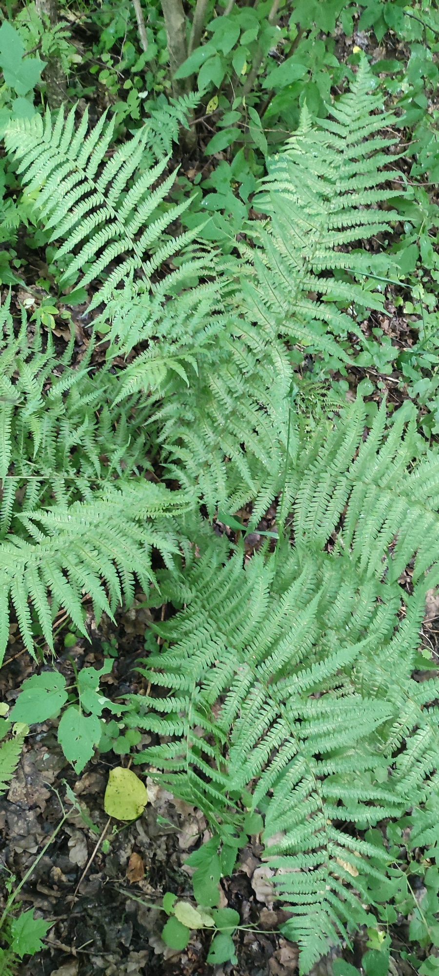 A close-up, top-down view of several vibrant green ferns growing in a forest floor. The ferns are the primary focus, with their delicate, serrated fronds overlapping and filling most of the frame. The background consists of dark soil, fallen leaves, and other sparse green foliage, suggesting a shaded, wooded environment. There are no people or animals visible in the image. The scene depicts a natural setting in Rosinka, Russia.