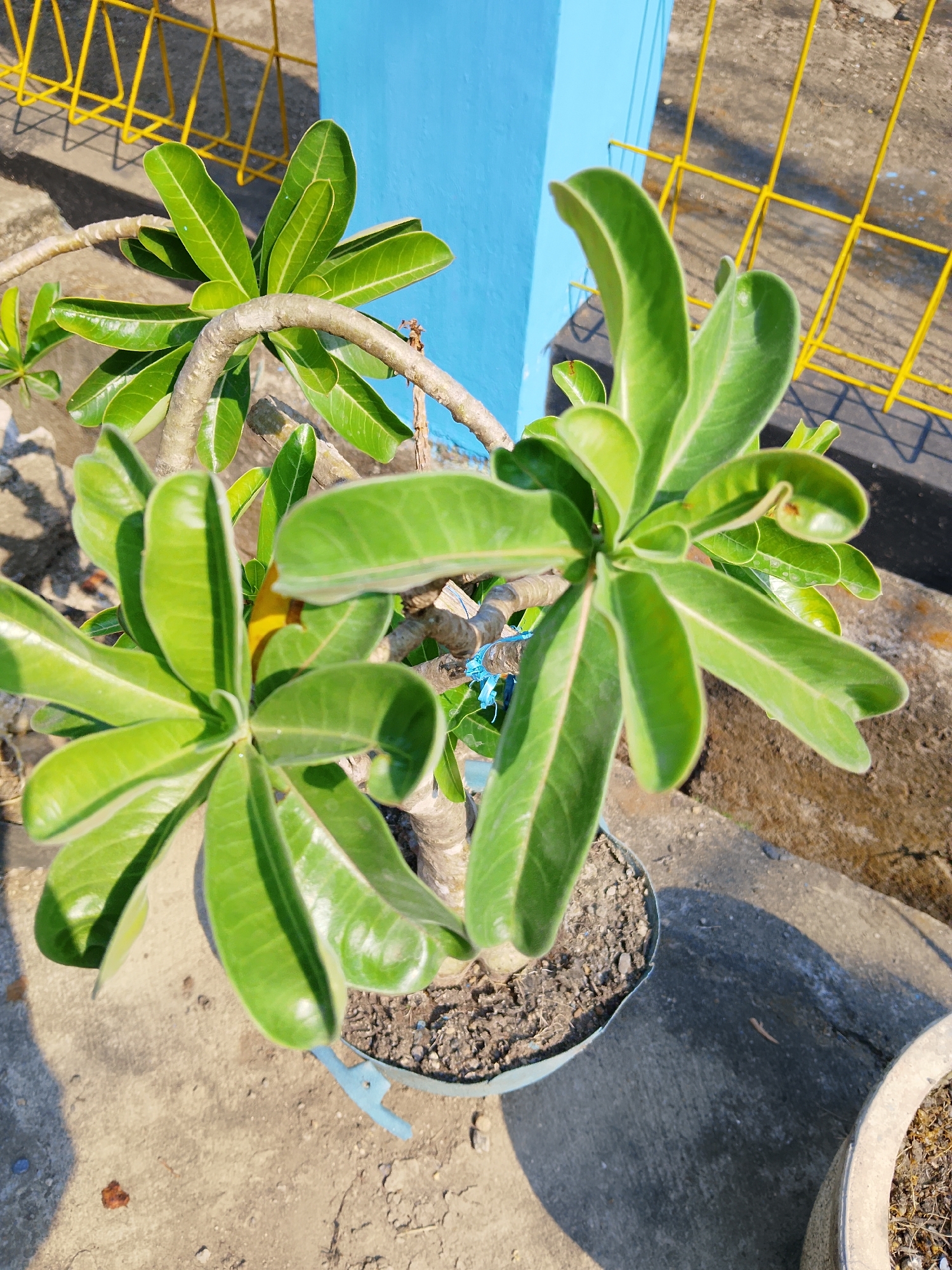 In Padangan, Indonesia, a close-up, high-angle shot captures a potted plant with thick, green, leathery leaves. The plant's branches are a light brown, with one prominent branch curving from left to right. The pot is a light blue plastic container with some dirt visible inside and on its rim. The plant is positioned on a concrete surface. In the background, a bright blue wall is visible, behind which is a yellow metal fence. The lighting suggests it is daytime, with harsh shadows cast on the concrete. There are no people present in the scene.