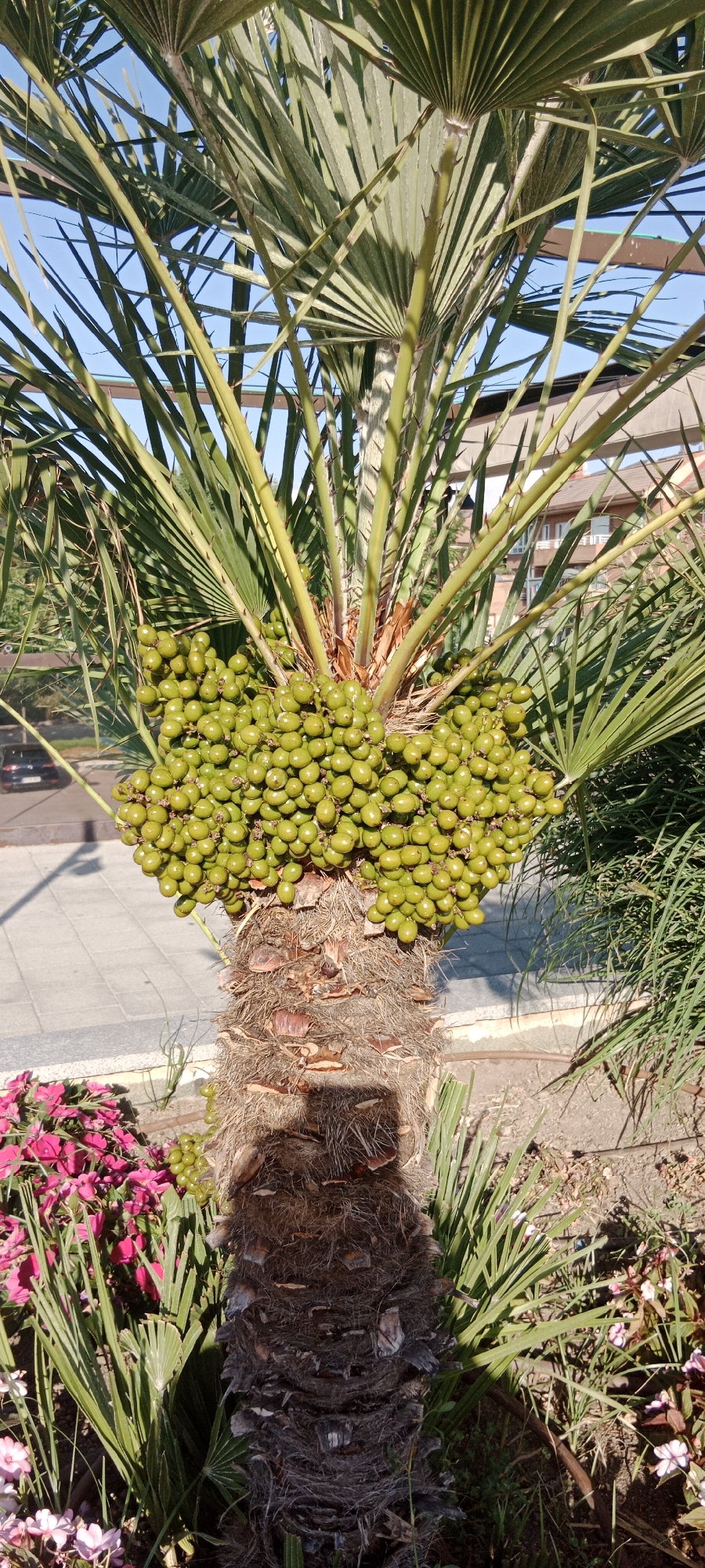 A palm tree with a rough, brown, fibrous trunk stands in the foreground, heavily laden with clusters of small, round, green fruits. The palm's large, fan-shaped fronds, which are a dusty green color, arch upwards and outwards, with sharp spines visible along the petioles. In the lower left of the image, pink and magenta flowers are blooming, interspersed with green foliage. Behind the palm, a paved walkway with a light gray surface is visible, leading away into the background. Further back, a dark-colored car is parked on a street. Buildings with beige and brown facades, featuring windows and balconies, are visible in the distance, under a clear blue sky. The scene suggests an outdoor urban or suburban environment, possibly a park or residential area, consistent with the location of Galapagar, Spain, during daylight hours. The image is a vertical composition, capturing the palm tree and its fruit in detail.