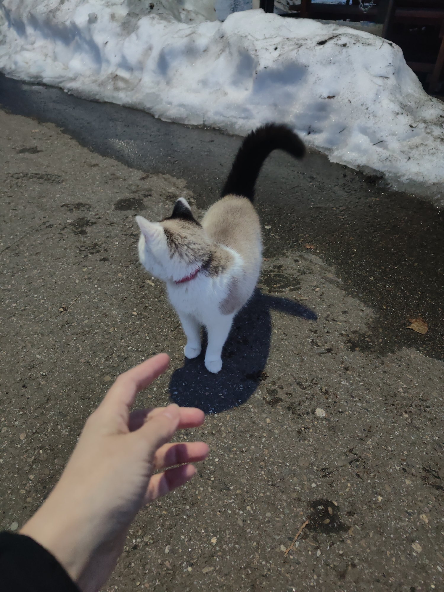 A medium shot captures a white, light brown, and black cat standing on gray asphalt, with a hand reaching out towards it. The cat wears a red collar. Patches of melting snow are visible in the background near a dark fence or structure. The location is in the city of Chaikovsky, Russia.