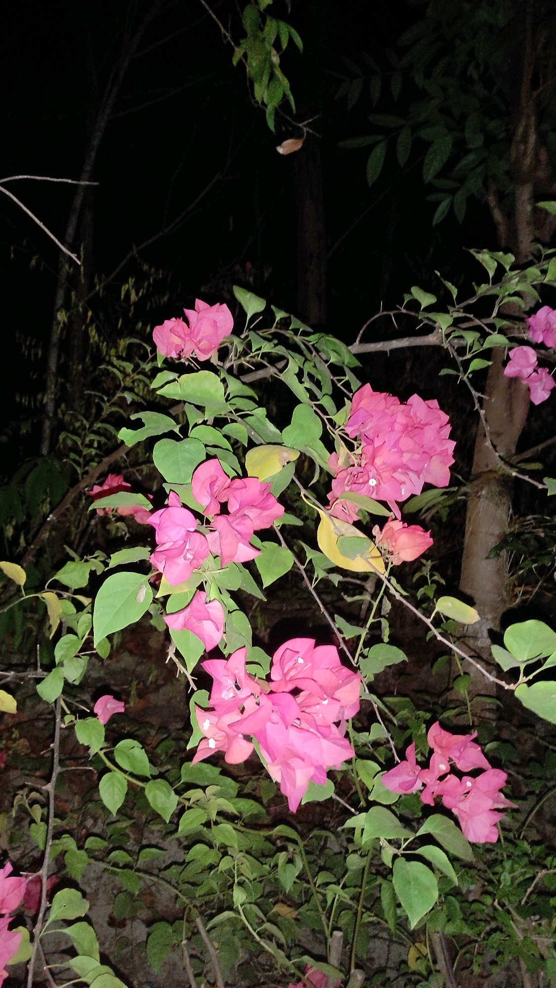 In Guwosari, Indonesia, a cluster of vibrant pink bougainvillea flowers is illuminated at night against a dark, natural backdrop. The flowers, with their delicate, papery petals, are the focal point of the image, cascading down thorny branches. Lush green leaves surround the blossoms, some showing a slight yellowing, suggesting maturity or a change in season. The background is a blur of dark trees and foliage, with the inky blackness of the night sky dominating the upper portion of the frame. A faint, earthy texture suggests a wall or embankment behind the flowers. The scene is devoid of human presence.