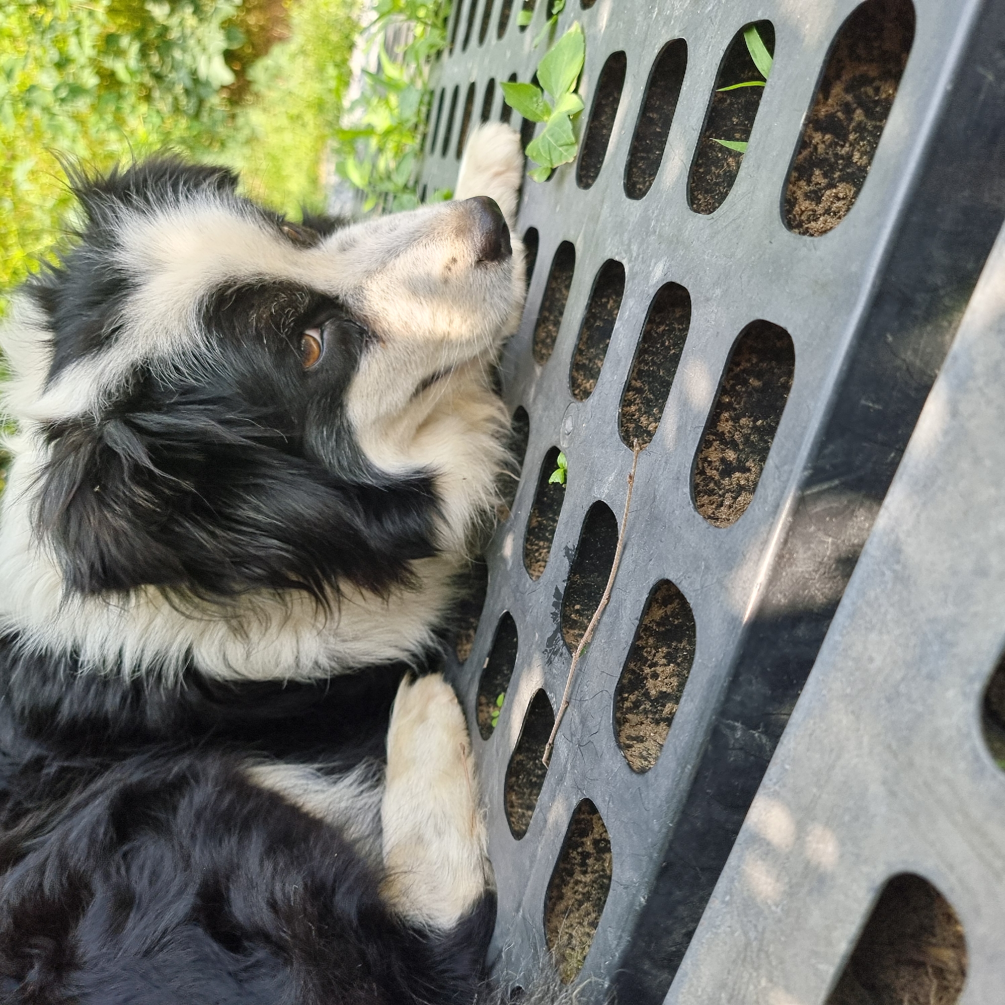 A border collie dog lies on a black grated surface, with its head resting on its paws and looking to the right. The dog has black and white fur, with prominent white markings on its face. The grated surface is made of dark plastic with oval-shaped openings, through which soil and small green plants are visible. The background is blurred and shows green foliage, suggesting an outdoor environment. The image appears to be taken in Dunnae-myeon, South Korea, likely in a garden or yard setting. The lighting suggests it is daytime, with sunlight casting shadows on the grated surface.