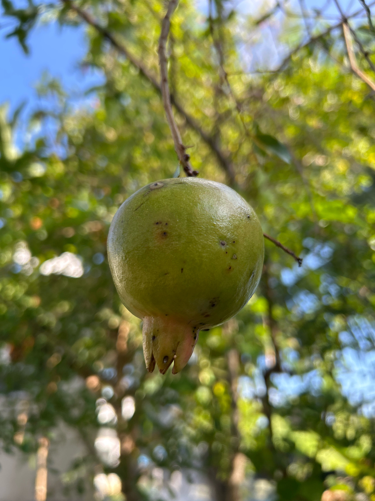 A single, unripe pomegranate, green in color, hangs from a thin branch against a blurred background of lush green foliage and a bright blue sky. The pomegranate is round and smooth, with a few small, dark blemishes on its surface. At the bottom of the fruit, what appear to be remnants of the flower petals are visible, fanning out slightly. The scene is likely set outdoors, possibly in a garden or orchard, given the presence of the fruit-bearing tree. The lighting suggests it is daytime, with the sun illuminating the fruit and creating bright highlights and bokeh effects in the background. No people or specific urban features are visible.
