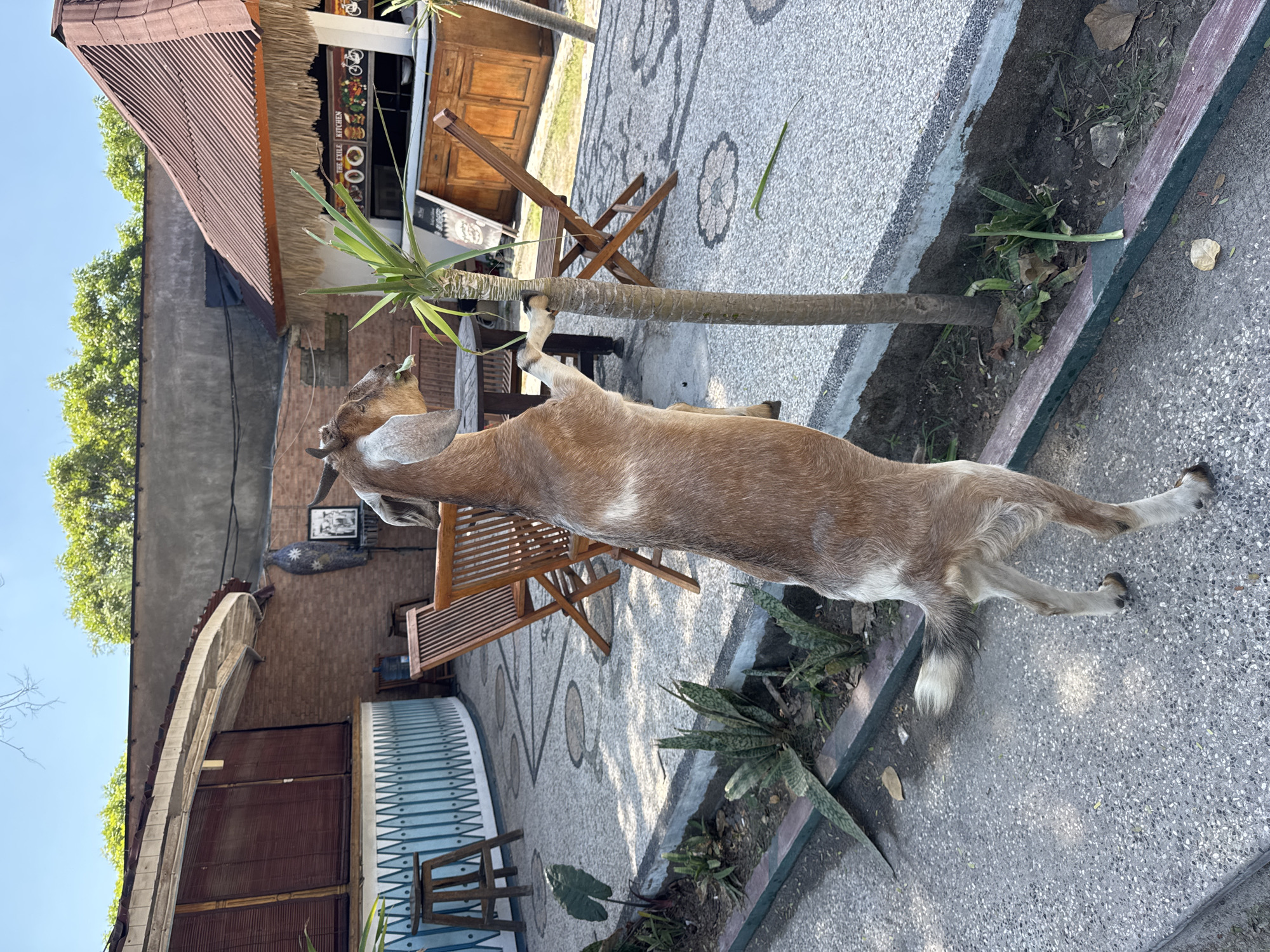 A brown and white goat is standing on its hind legs, reaching to eat leaves from a small tree. The goat is in the foreground of the image, facing away from the camera. In the background, there is an outdoor seating area with wooden tables and chairs. There is also a building with a thatched roof and a sign that reads "THE EXILE KITCHEN". The location is an outdoor restaurant in Bali, Indonesia, which is a popular tourist destination. The lighting suggests it is daytime.