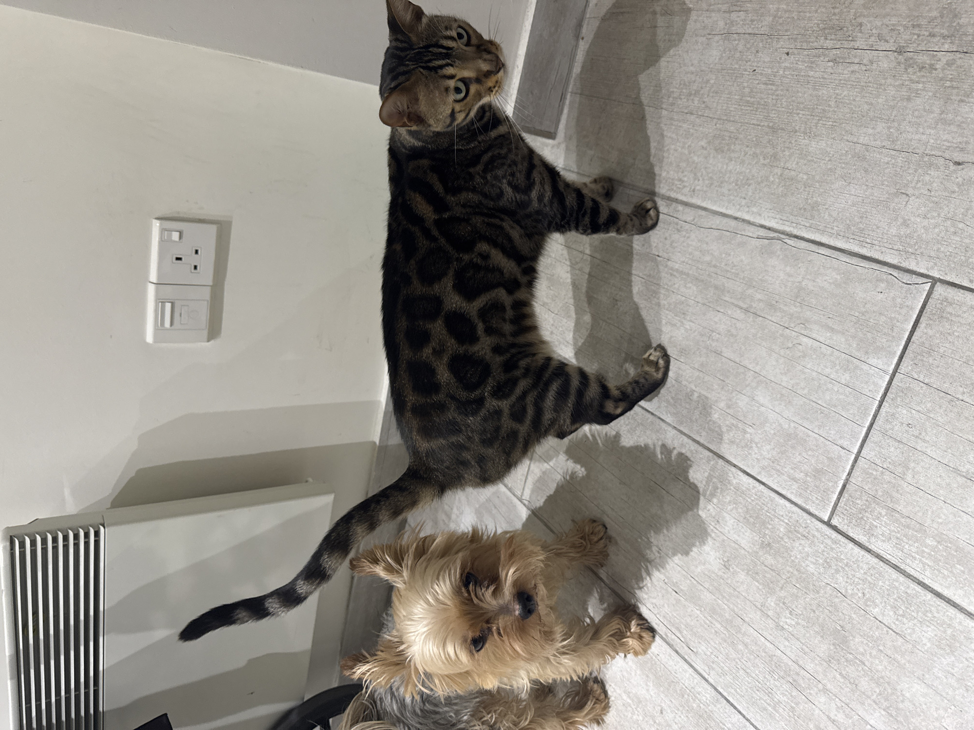 Two pets, a Yorkshire Terrier dog and a Bengal cat, are standing on a light-colored, wood-planked floor inside a residential interior. The Yorkshire Terrier, positioned on the left, is facing the camera with its head slightly tilted. It has tan fur with darker grey markings on its back and a scruffy coat. The Bengal cat, to the right of the dog, is facing right, with its body in profile and its head turned slightly towards the left. It has a distinctive spotted coat with rosettes in shades of black and brown. The cat's tail is raised and curved. In the background, on a white wall, is a white electrical outlet with a switch and a UK-style socket, and to the far left, a white radiator is mounted on the wall. The scene is well-lit, suggesting an indoor environment. The location is described as Agios Tychona Community, Cyprus, implying this is a residential property within that area.