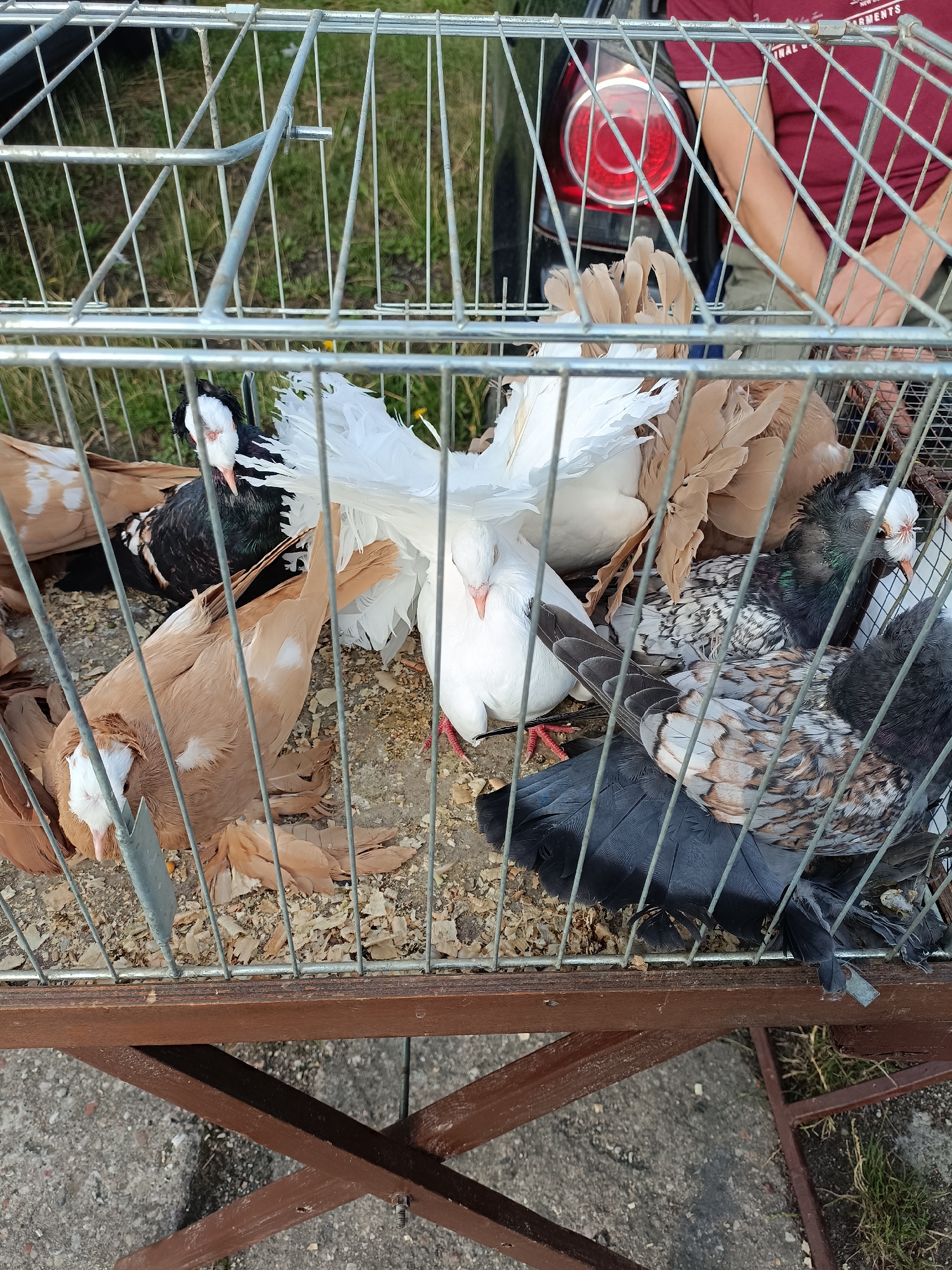 The image shows a cage containing several pigeons, in what appears to be an outdoor setting. The cage is made of metal bars and has a wooden base. Inside the cage, there are pigeons of various colors, including white, brown, black, and speckled. Some of the pigeons have distinct feather patterns, such as fanned tails. The ground around the cage is rough, possibly gravel or dirt, with some dry leaves or debris scattered about. In the background, a person wearing a maroon shirt and dark pants is partially visible, and a car with a red taillight is also present. The scene suggests a bird market or an event involving pigeons. The location is identified as the city of Łosice, Poland.