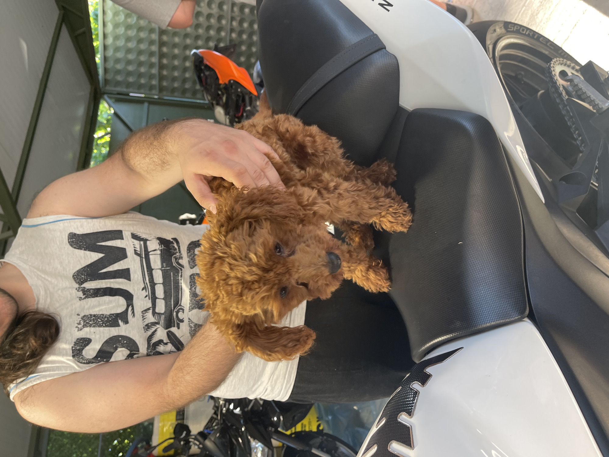 A brown, poodle-mix puppy sits on the seat of a white and black motorcycle. A person wearing a white t-shirt with a black graphic and text on the front is petting the puppy. Part of an orange and black motorcycle is visible in the background. The setting appears to be outdoors, possibly in a garage or sheltered area. Based on the lack of visual cues, providing a specific location in Sofia, Bulgaria, is not possible.