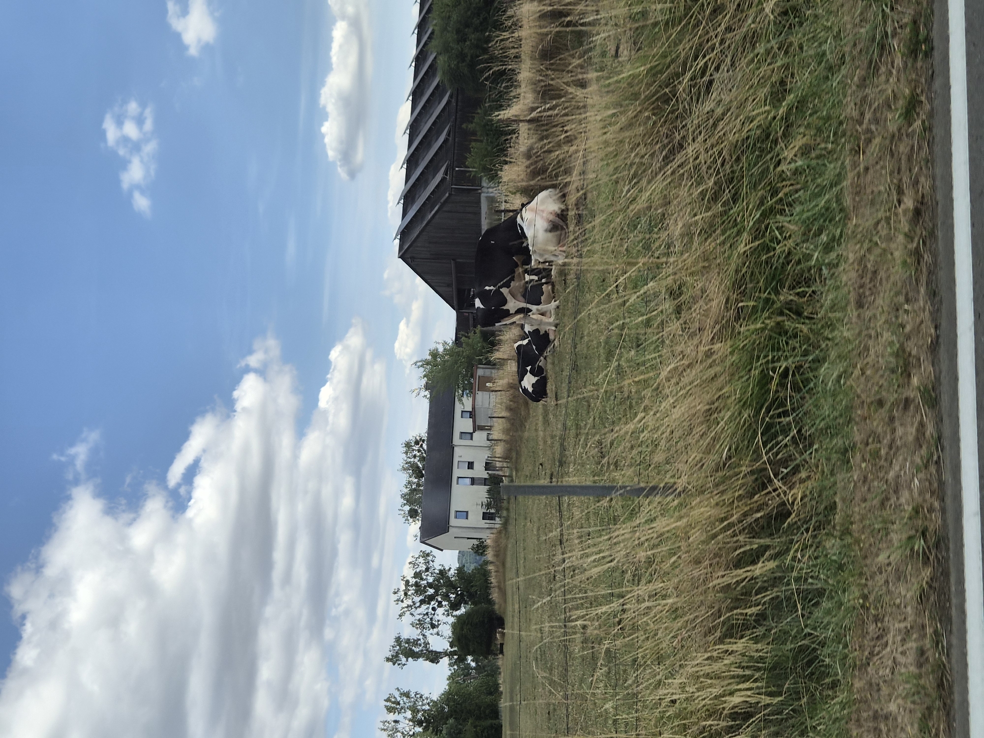 The image depicts a rural landscape in Mondercange, Luxembourg, under a partly cloudy blue sky. In the foreground, tall, dry grass lines a fence. Beyond the fence, a field stretches towards a cluster of buildings. A modern, light-colored house with dark-framed windows is situated on the left, while a long, dark wooden barn with solar panels on its roof is on the right. Several cows, some black and white and one white with red markings, are grazing or resting in the field between the house and the barn. Trees are visible in the background, forming a treeline between the field and the horizon. A road, indicated by a white line, is visible in the bottom foreground, suggesting the vantage point is from a vehicle.