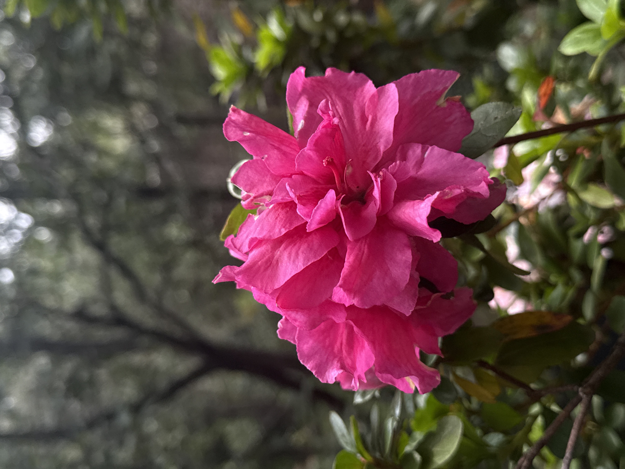 A close-up shot of a bright pink azalea flower is presented. The flower is in focus, with its ruffled petals creating a layered effect. The background is a soft blur of green foliage and tree branches, with some bokeh highlights suggesting a natural, outdoor setting. The overall lighting is diffused, giving a gentle and serene feel to the image. The scene is devoid of any human presence or identifiable urban features, making it impossible to determine a specific location within Mexico City.