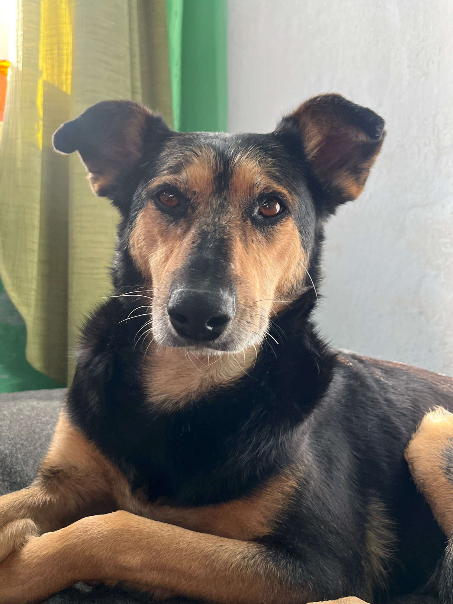 A close-up, eye-level portrait captures a medium-sized dog with black and tan fur. The dog is lying down on a gray surface, possibly a couch, with its front paws crossed. Its ears are perked up, and its brown eyes are looking directly at the camera. The dog has prominent whiskers and a black nose. The background is softly blurred, showing a light-colored wall on the right and a green curtain with yellow light filtering through it on the left. The image appears to be taken indoors. There is no indication of the dog's location in Nizhny Tagil, Russia.