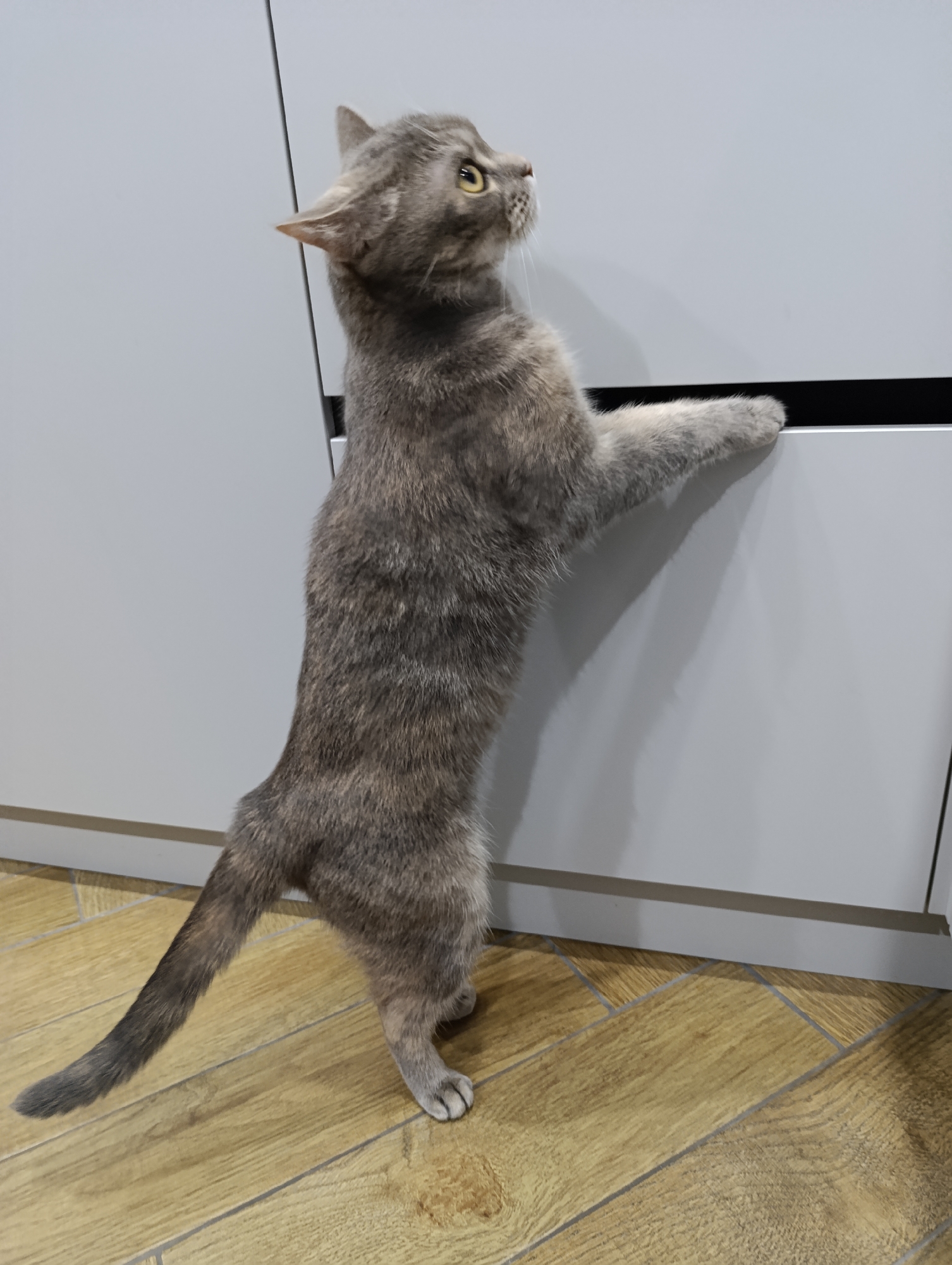 A gray cat stands on its hind legs, paws on a white cabinet, in Chaikovsky, Russia. The floor has a wood grain pattern. The cat looks upward.