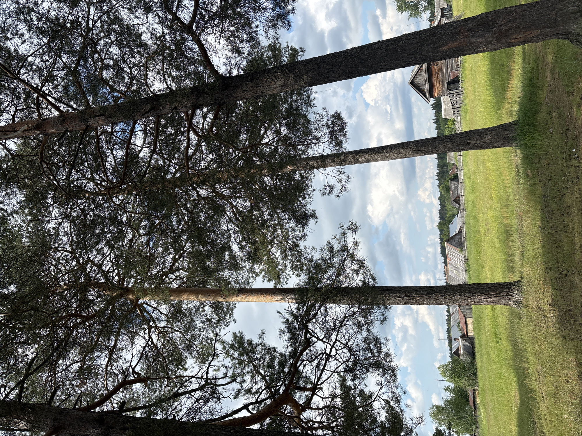 A sunny day with a partly cloudy sky in a rural village. In the foreground, several tall pine trees with dark bark and dense green foliage dominate the frame. The trees are positioned at angles, with their branches overlapping and creating a canopy that partially obscures the sky. Beyond the trees, a green grassy field stretches out, dotted with wildflowers and long grass. In the midground, several rustic wooden houses with tin roofs are visible, interspersed with smaller outbuildings and wooden fences. The houses appear to be traditional Russian village architecture. In the background, a dense line of trees forms a forest. The overall impression is a peaceful, natural landscape in a remote, possibly agricultural, setting. The location is specified as a village in the city of Kurgan, Russia. There are no people or animals visible in the image.
