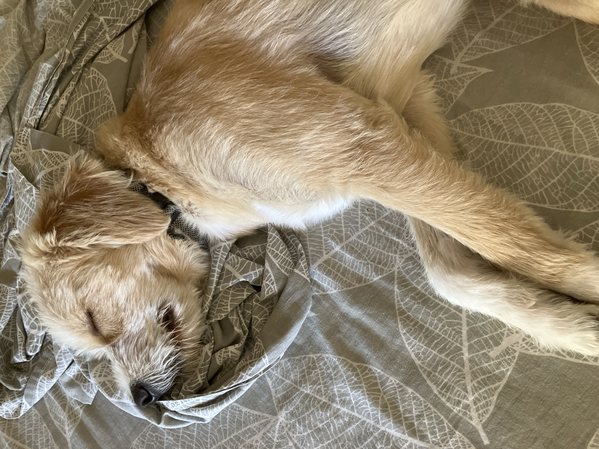 A tan-colored dog with floppy ears is sleeping on a gray patterned sheet. The dog is curled up on its side with its eyes closed and its mouth slightly open. The sheet has a white leaf-like pattern. The dog is wearing a dark collar. The scene appears to be indoors, possibly on a bed.
