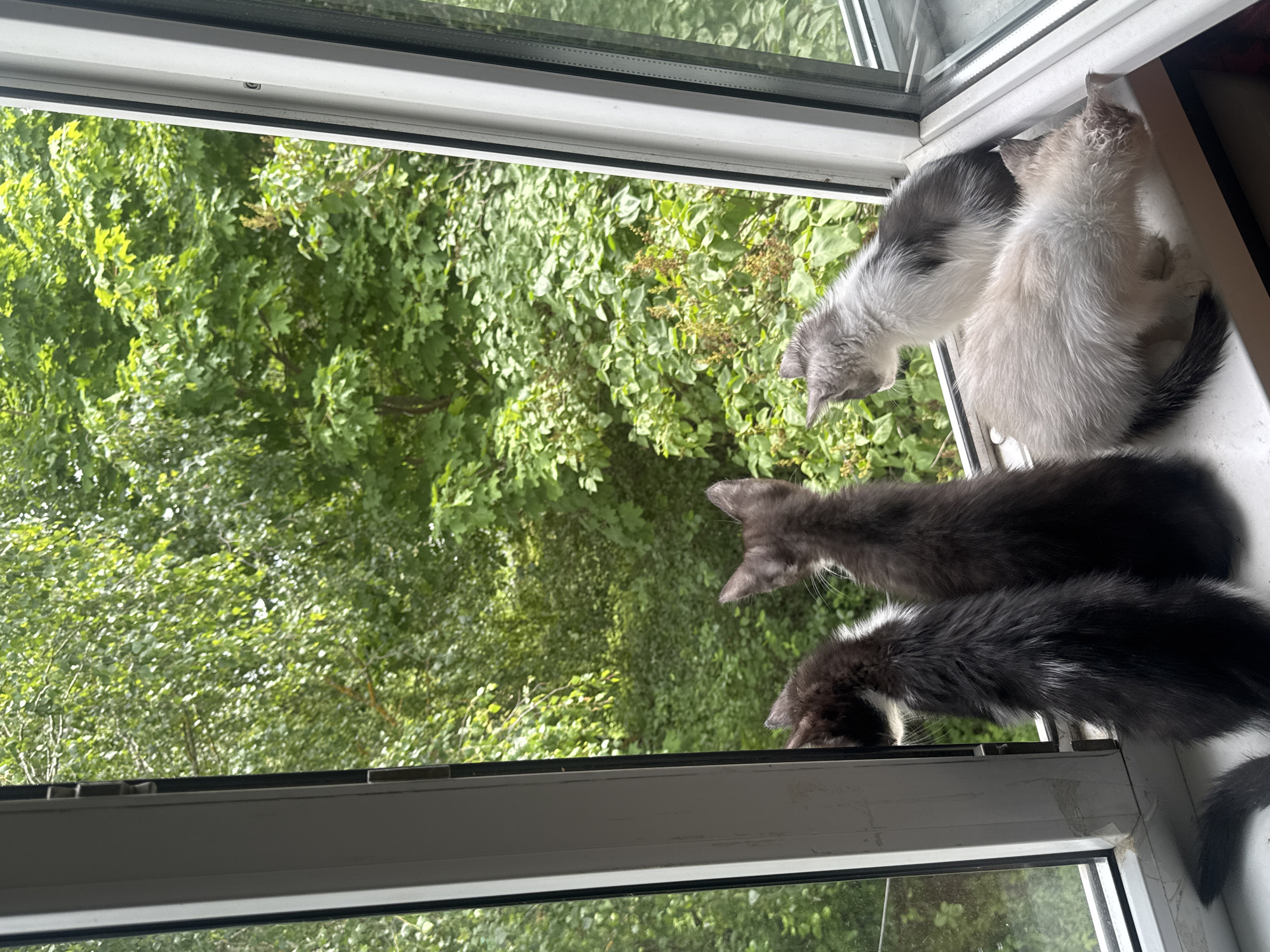 Four kittens are perched on a windowsill, looking out at a lush, green outdoor environment. The two kittens on the left are black and white, with one facing left and the other facing forward. To the right, a grey and white kitten is looking out the window, and another lighter-colored kitten is positioned in front of it, looking down. The window frame is white, and the background consists of dense foliage with sunlight filtering through the leaves. The scene is set on a windowsill, likely in a residential building.
