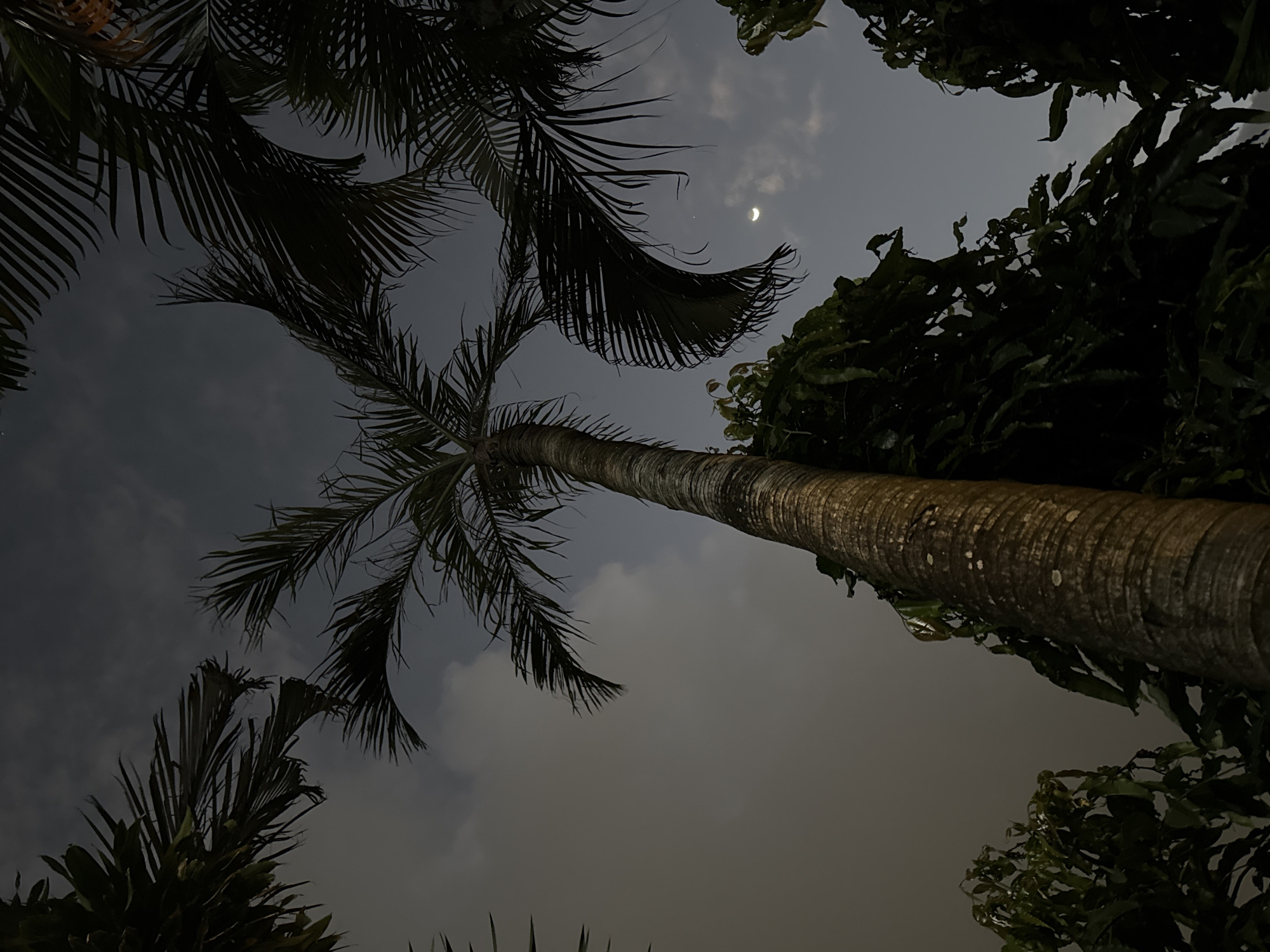 The image is an upward-facing shot of a palm tree trunk against a cloudy night sky in Denpasar, Indonesia. The moon, in its crescent phase, is visible in the upper center of the frame, peeking through the clouds. Dark silhouettes of palm fronds frame the sky from the left and bottom, while lush green foliage from other trees encroaches from the right. The texture of the palm trunk is detailed, showing its characteristic rings and some lighter spots. The overall mood is serene and slightly mysterious, enhanced by the dim lighting of the night. The image captures a moment of natural beauty with the subtle glow of the moon illuminating the tropical night sky. There is no visible text in the image.