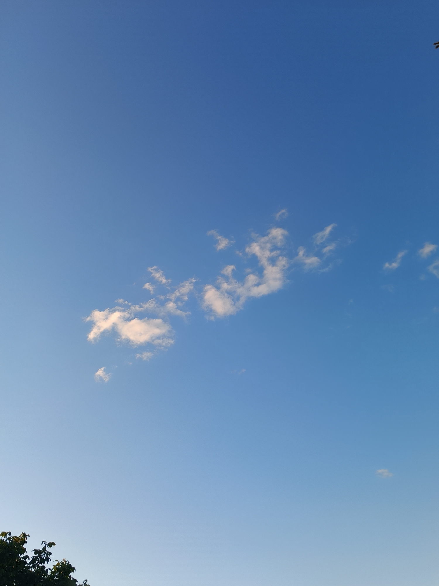 The image shows a clear blue sky with a few wispy white clouds scattered across it. The clouds are small and appear to be at a high altitude. In the bottom left corner of the image, there is a portion of a green tree with dark leaves. The lighting suggests it is daytime, likely in the late afternoon or early morning, due to the soft quality of the light and the color of the sky. There are no people or any other discernible objects in the scene. The location is listed as Unknown, Unknown.