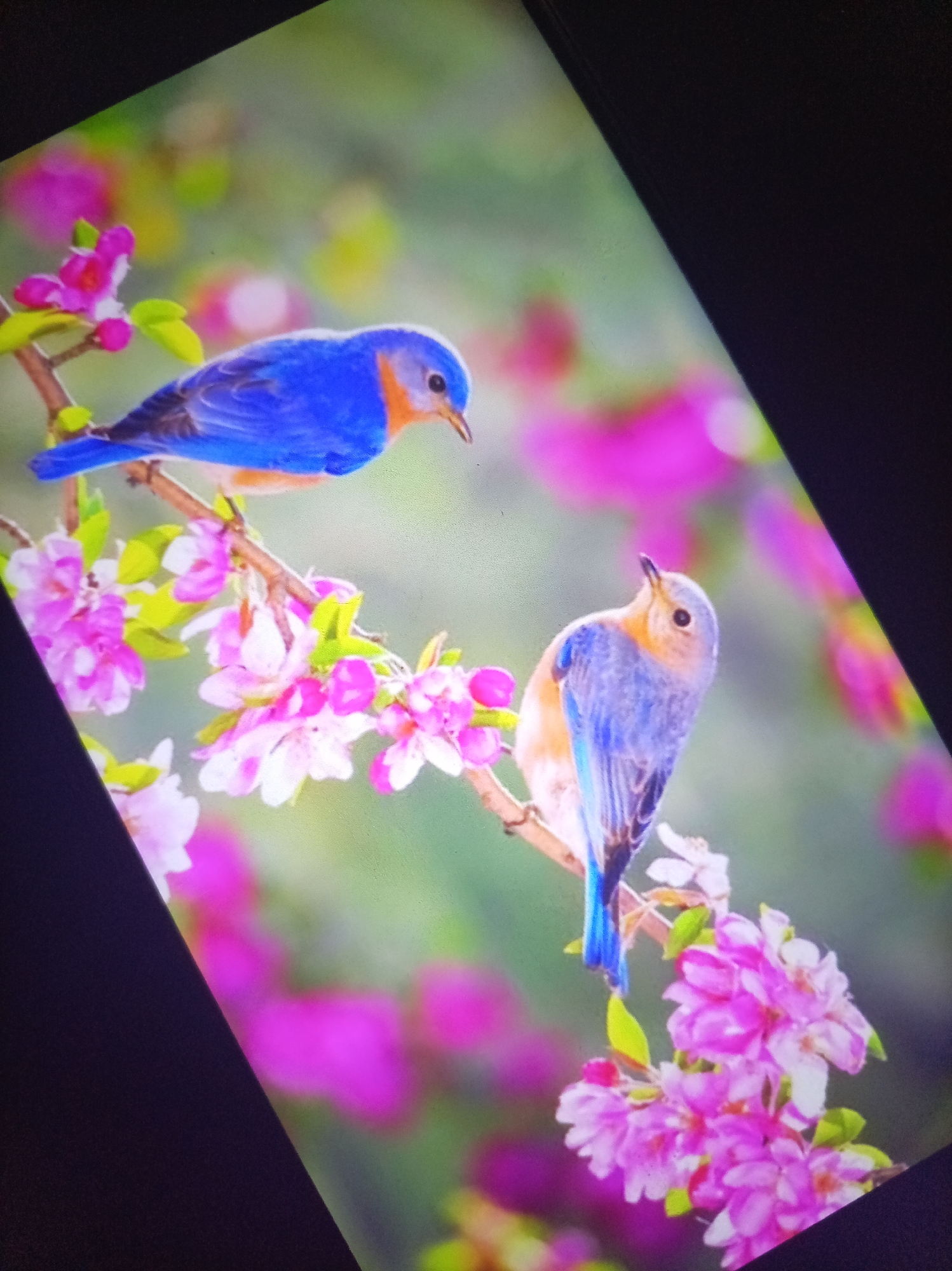 Two Eastern Bluebirds are perched on a branch adorned with pink flowers. The bird on the left is facing right, while the bird on the right is looking upwards. The background is a blur of green and pink, suggesting a natural outdoor setting.