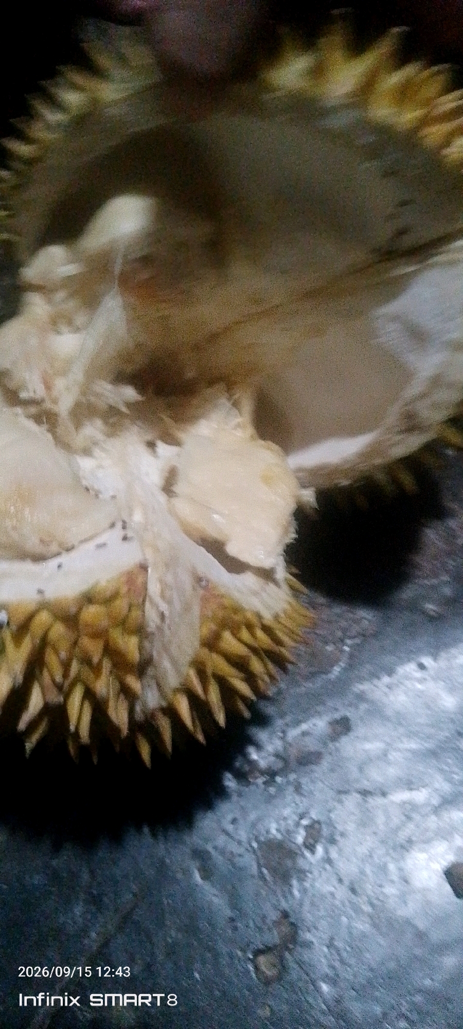 A durian fruit, partially opened, rests on a dark, textured surface, possibly a table or countertop. The spiky rind of the durian is visible, as are segments of the creamy yellow flesh inside. There are small black ants crawling on the exposed flesh and rind. The background is dark and out of focus, suggesting indoor lighting. A timestamp in the lower left corner reads "2026/09/15 12:43" and "Infinix SMART 8". The image was taken in Serang, Indonesia.
