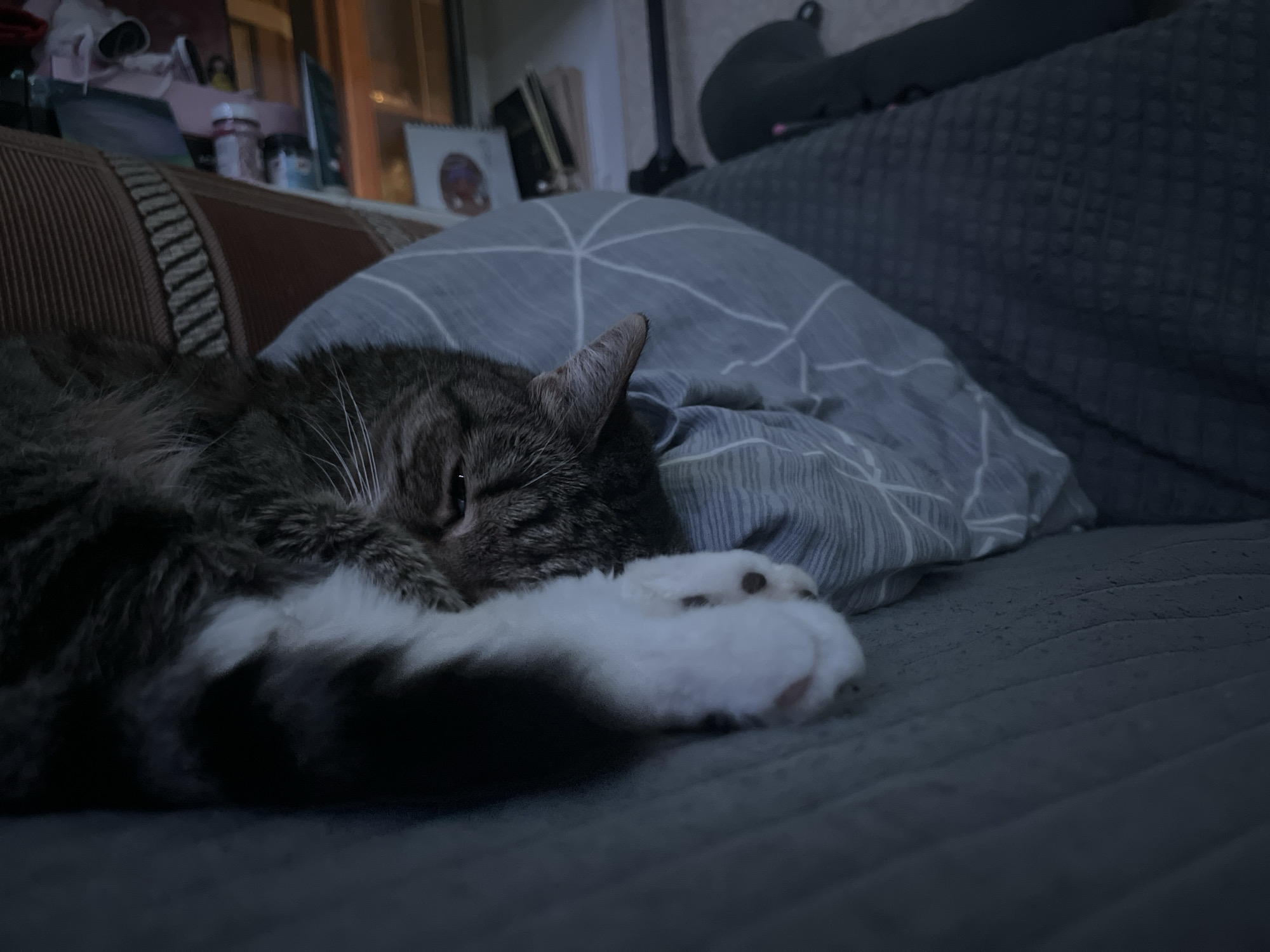 A tabby cat sleeps on a grey sofa, curled up on a pillow with a grey and white striped pattern. The cat's head is resting on the pillow, with one eye visible. Its paws are tucked underneath its body, with a white paw extended forward. The background shows a blurred living room scene with shelves containing various items. The lighting is dim, suggesting it is nighttime or the room is dimly lit.