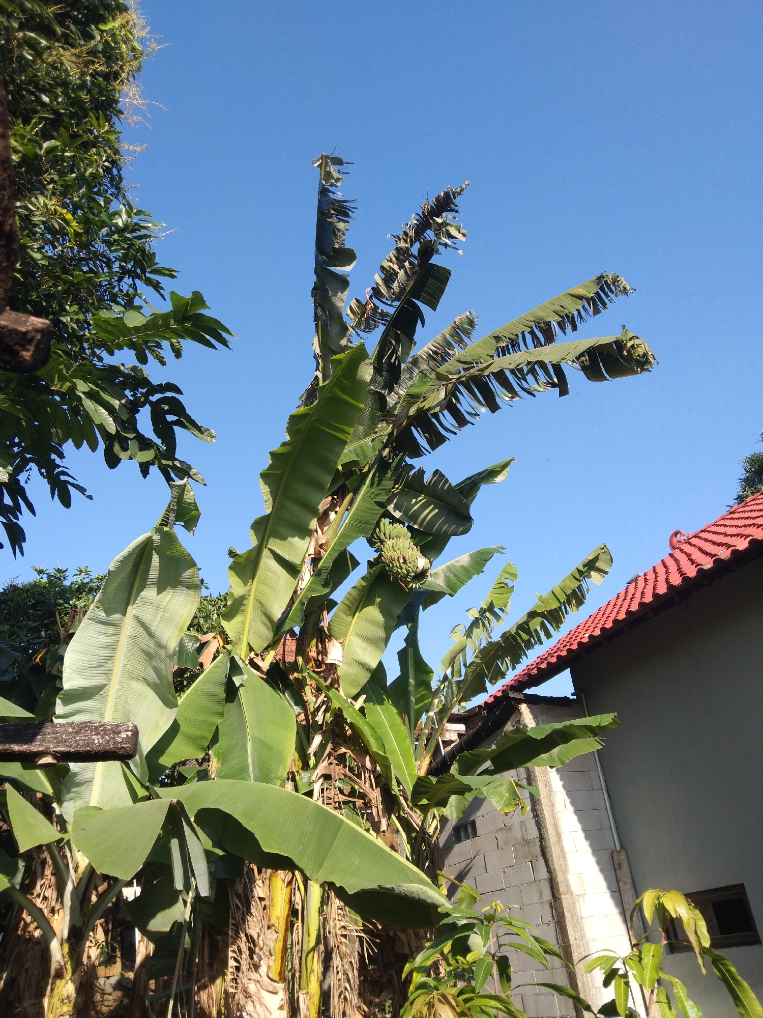 In Krajan, Indonesia, a banana tree with several large, green leaves and a cluster of developing bananas is shown against a clear blue sky. To the right of the banana tree, a house with a red tiled roof and gray walls is visible. Some leafy trees are also present in the background. The scene appears to be outdoors on a sunny day.
