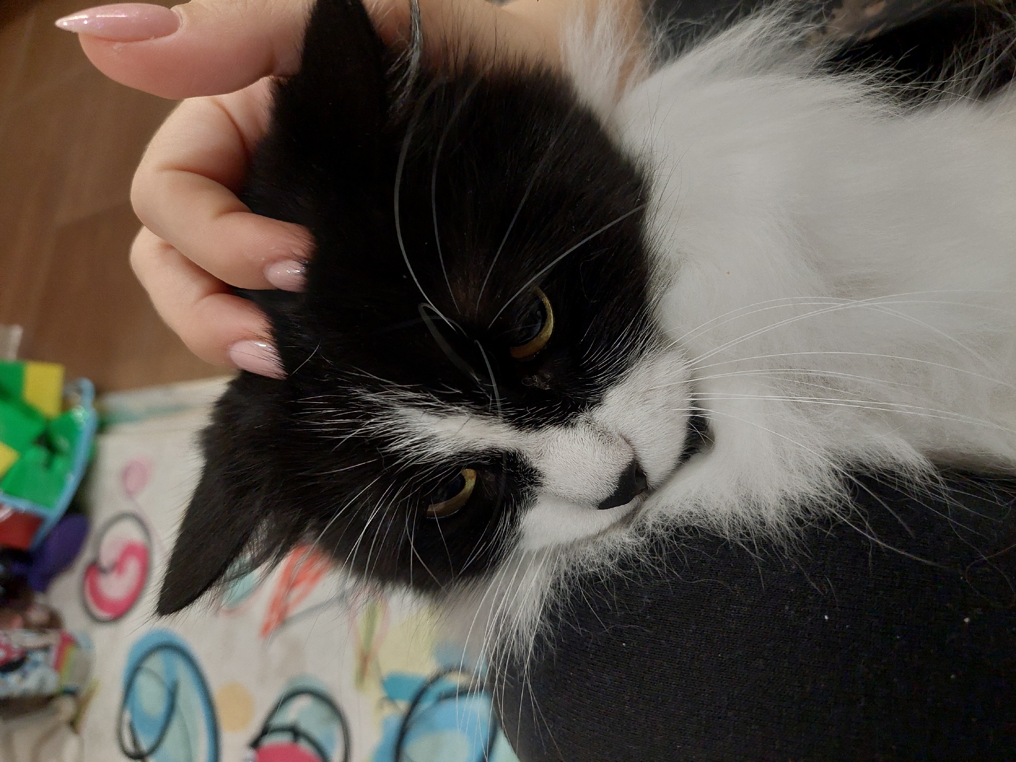 A close-up shot depicts a person holding a black and white cat. The cat is resting its head against the person's black clothing. The person's hand, adorned with light pink nails, is visible near the cat's ear. The background features a colorful patterned fabric. There is no indication that the image was taken in Plovdiv, Bulgaria.