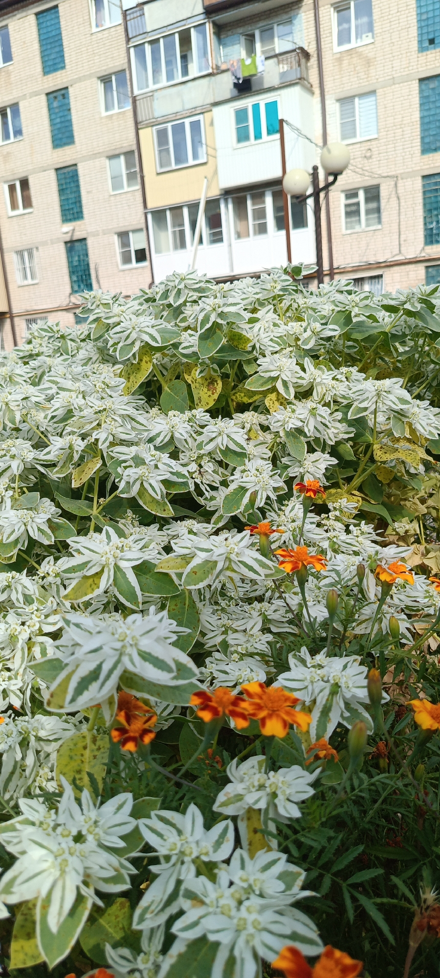 The image depicts a close-up view of a dense flowering bush with white and green variegated leaves and small white flowers, interspersed with bright orange marigolds. The bush is in the foreground, obscuring the lower portions of a multi-story building in the background. The building appears to be an apartment complex, with visible windows, balconies, and some colored panels, likely located in the city of Cherkessk, Russia. The overall scene suggests an urban environment with a touch of nature.