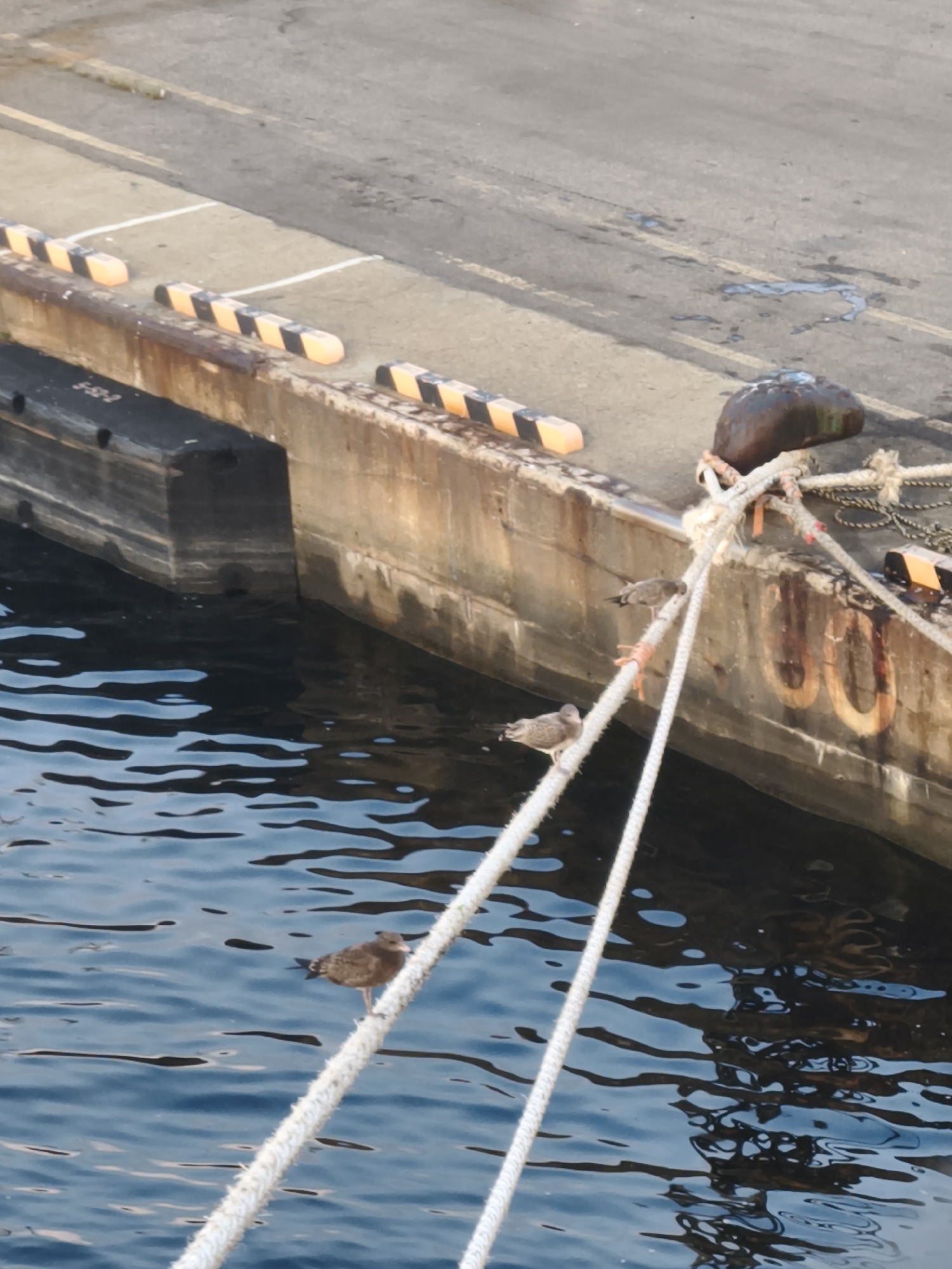 The image shows a dockside scene at a port, likely in Incheon, South Korea, given the context. A thick, white rope is prominently draped across the frame, from bottom left to upper right, appearing to be mooring rope. Three seagulls are perched on this rope. Two are positioned mid-frame, one slightly higher than the other, facing towards the right of the image. The third seagull is lower down, on the left side of the rope, also facing right. The rope is tied to a dark, possibly rusted, structure on the right side of the image, which seems to be the edge of a ship or dock. This structure has large, circular, dark markings on its side, suggestive of some form of identification or decoration. The water below the rope is dark blue, with visible ripples and reflections. In the background, a concrete dock or pier is visible, with distinctive black and orange striped buffers placed along its edge. The overall scene depicts a tranquil moment at a harbor with wildlife interacting with nautical equipment.