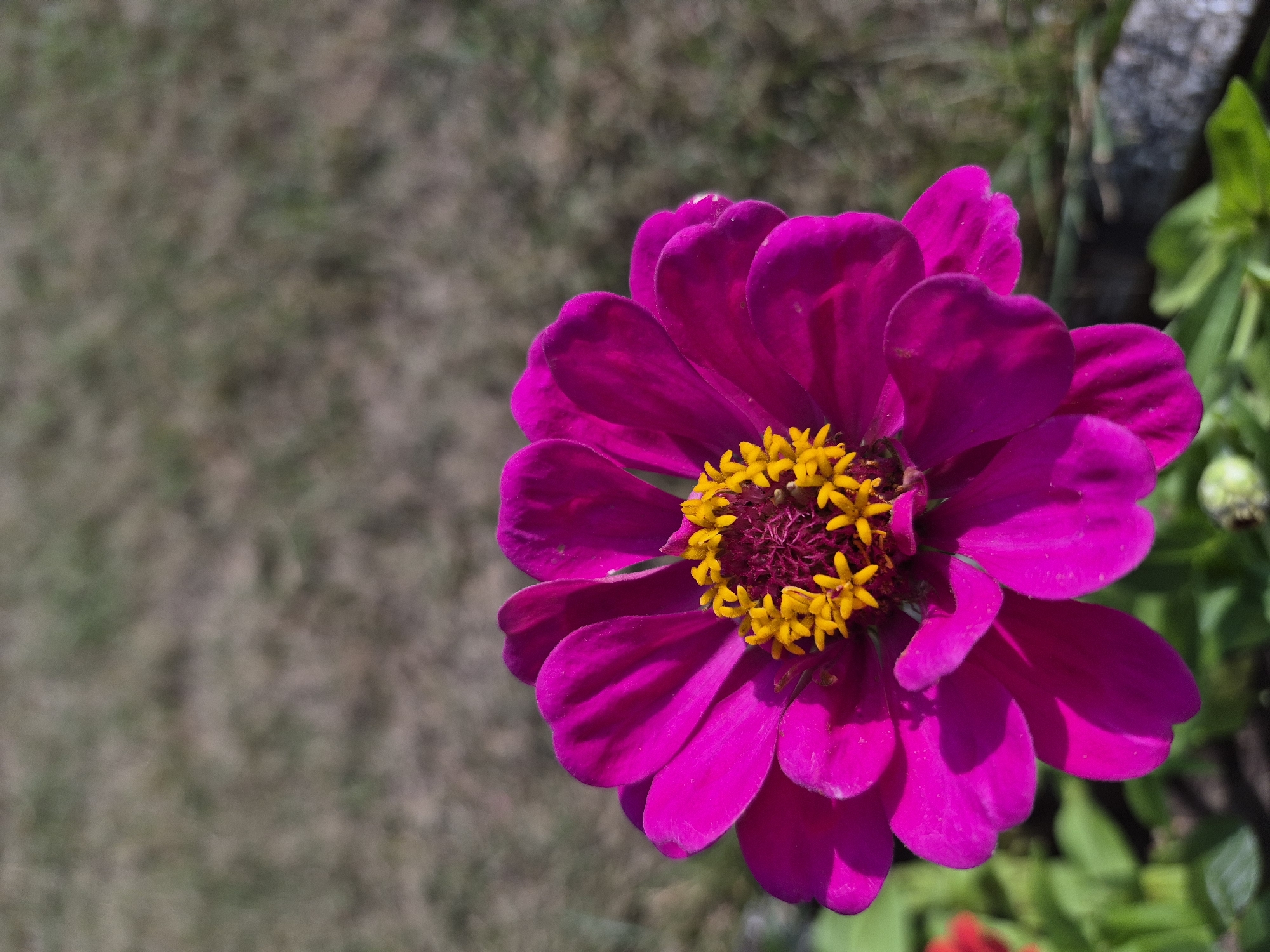 A close-up, portrait-oriented shot captures a vibrant fuchsia zinnia flower in the foreground. The flower's petals are richly colored and unfurled, surrounding a dense center of bright yellow stamens. The background is softly blurred, depicting dry, brown grass with hints of green, suggesting an outdoor environment. The lighting indicates a sunny day, casting shadows on the flower's petals. The overall impression is one of natural beauty and a close observation of the flower's intricate details. No people or specific urban features are visible, but the presence of grass and possibly a garden bed implies a park, yard, or natural area. The location is specified as the town of Łubniany, Poland.