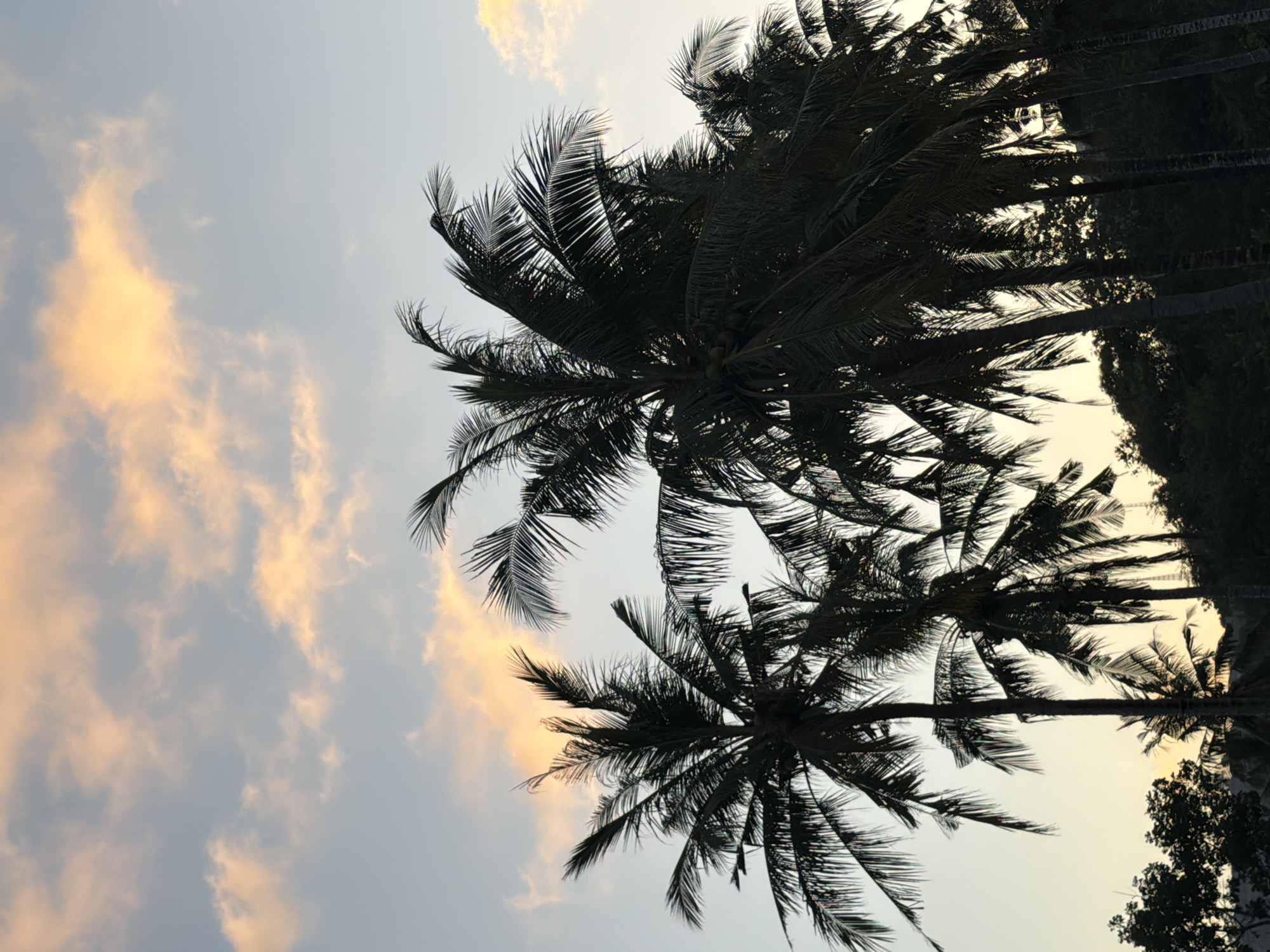 The image shows a silhouette of several palm trees against a sky with soft, peach-colored clouds. The sky transitions from a light blue at the top to a pale yellow near the horizon, indicating it is either sunrise or sunset. The palm trees are dense and dark, with their fronds fanning out against the sky. The overall impression is of a tropical landscape. This scene could be located in Kuta, Indonesia, a popular tourist destination known for its beaches and palm trees. There are no people or specific actions visible in the image; it is a static landscape shot.