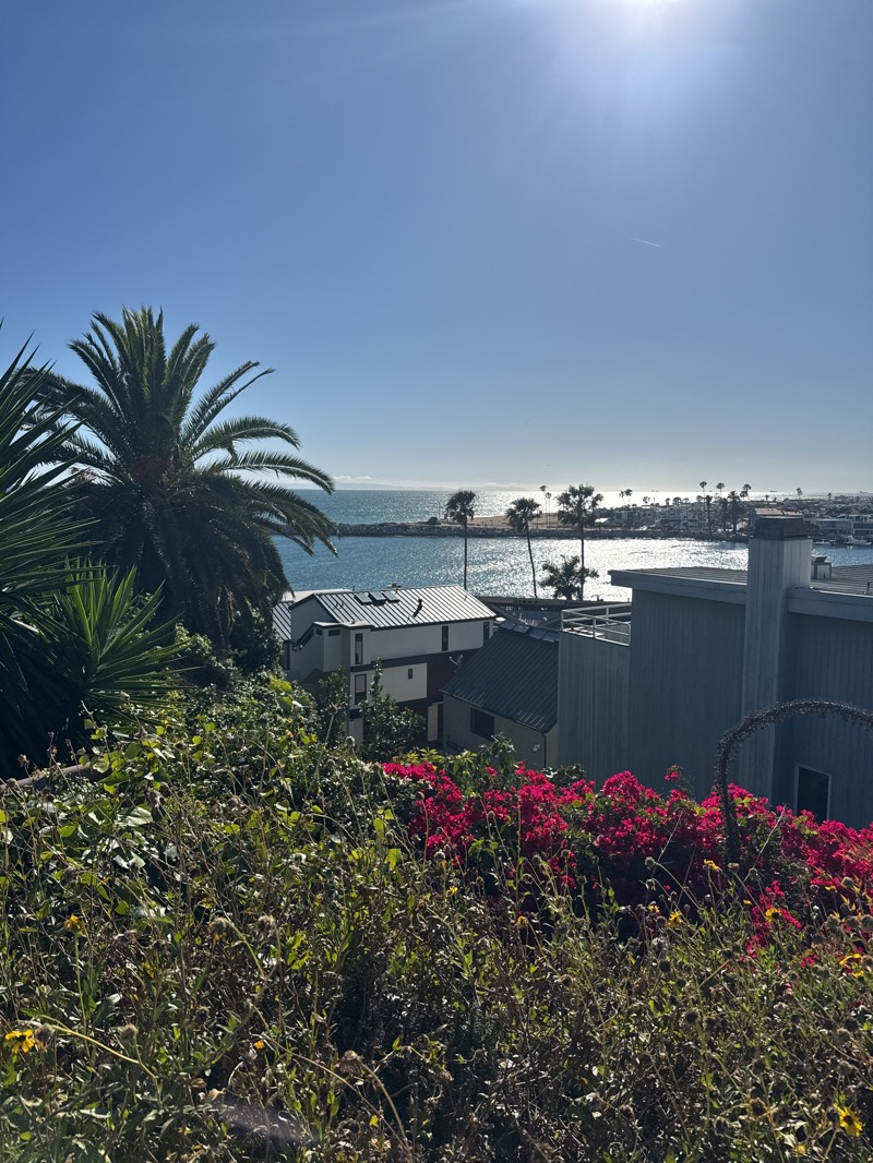 The image captures a sunny day at Newport Beach, California. The scene overlooks a body of water, likely the Pacific Ocean or Newport Harbor, with a breakwater visible in the distance. Several palm trees are present both along the coastline and closer to the viewer on the hillside. The foreground is filled with a variety of plants, including bougainvillea with bright pink flowers. Houses are nestled on the hillside, partially obscured by the vegetation. The sky is clear and blue.